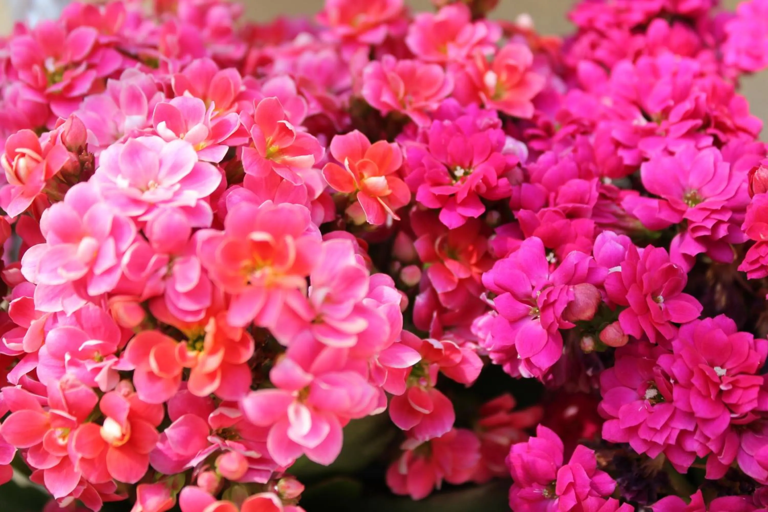 Garden in Luagos club Resort