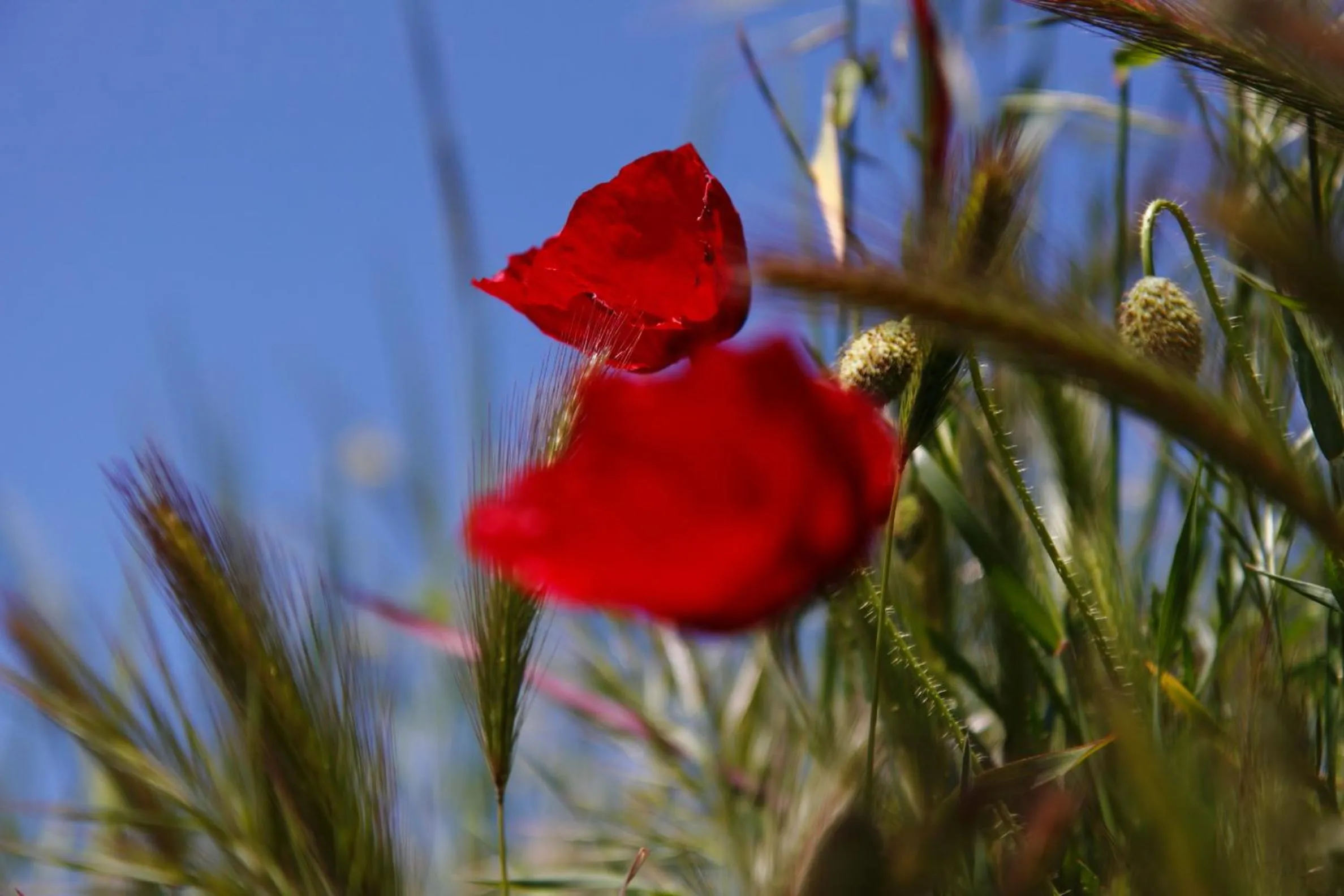Billiard in Kisik Konagi