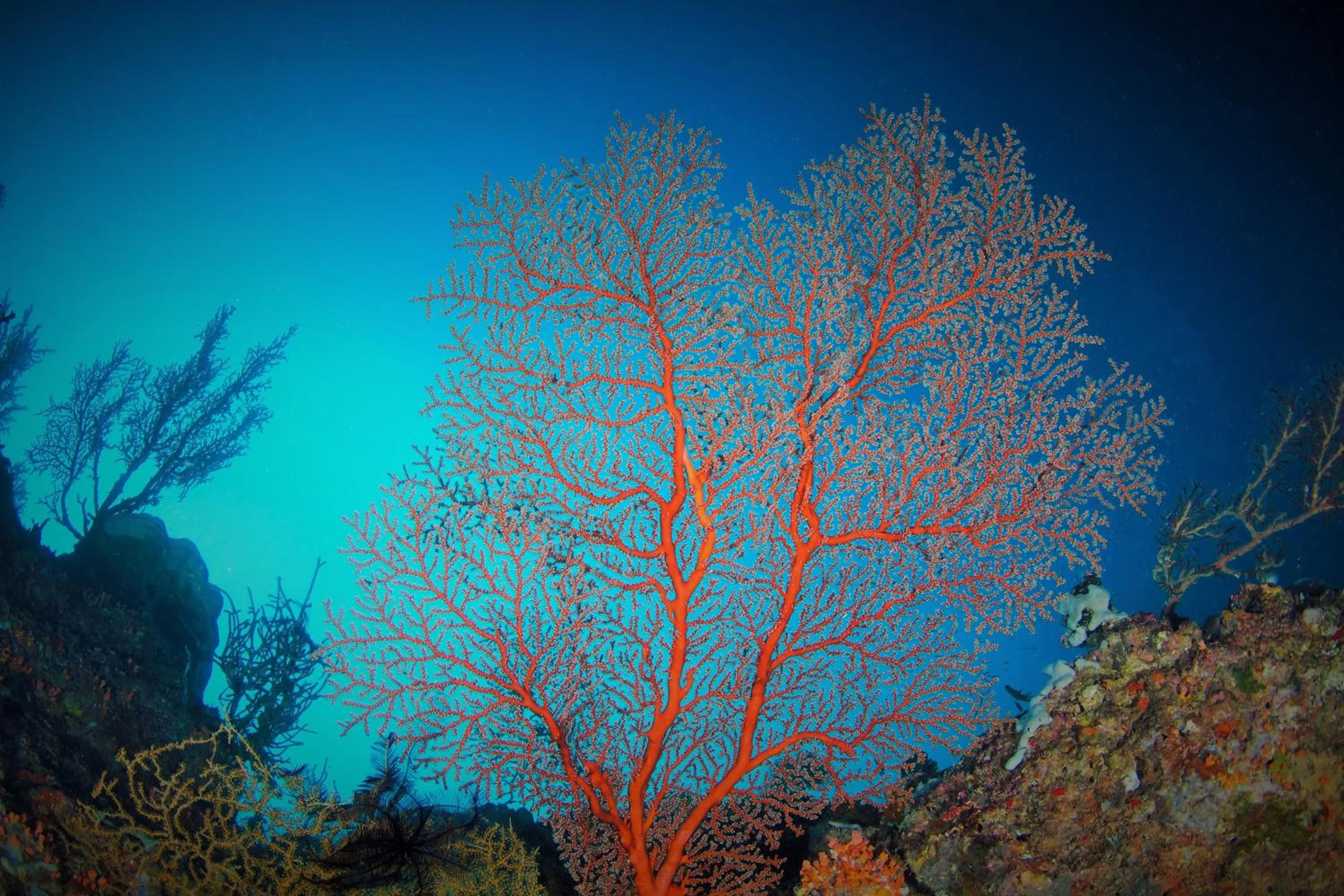 Other in Quo Vadis Dive Resort