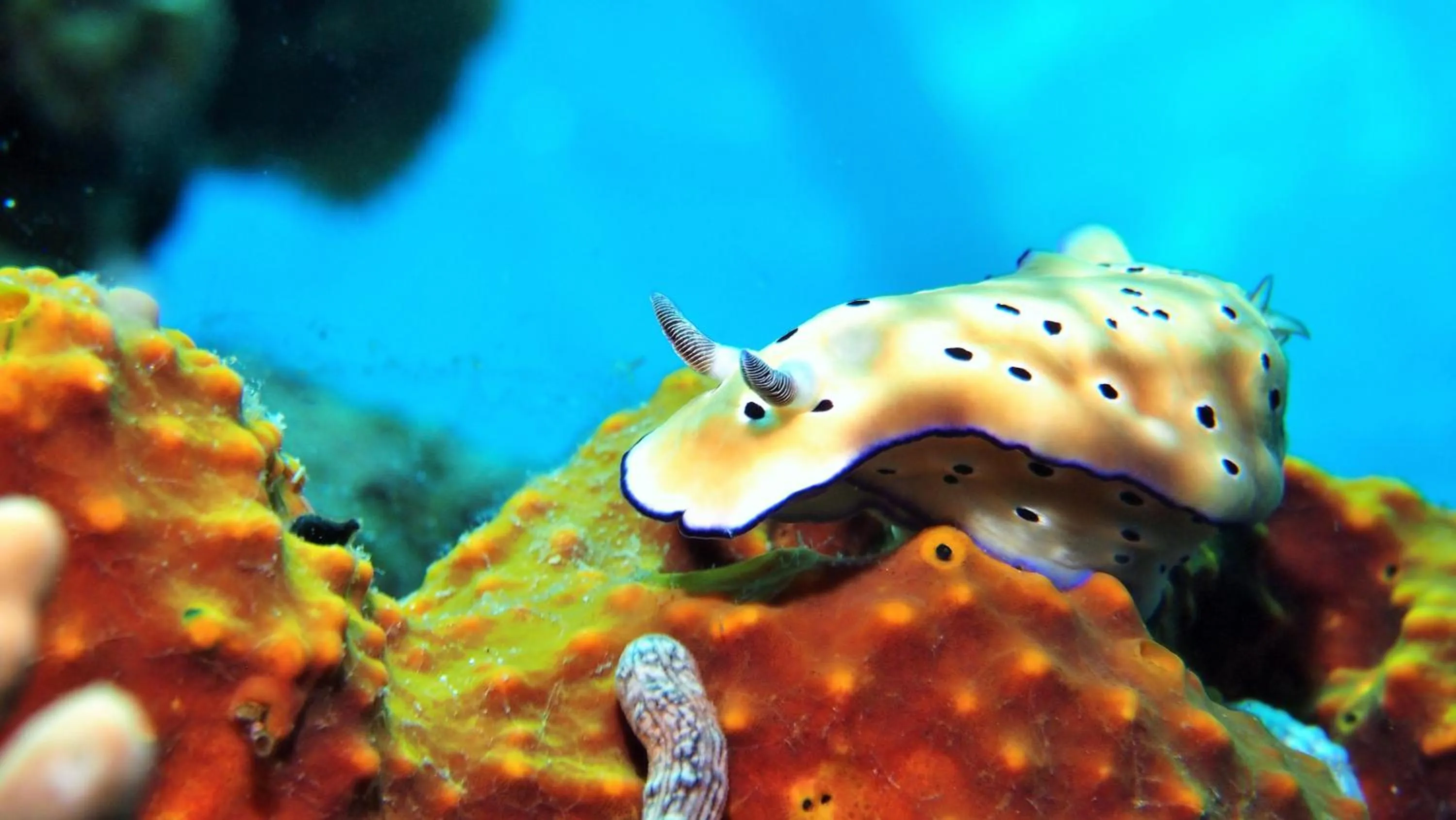 Other in Quo Vadis Dive Resort