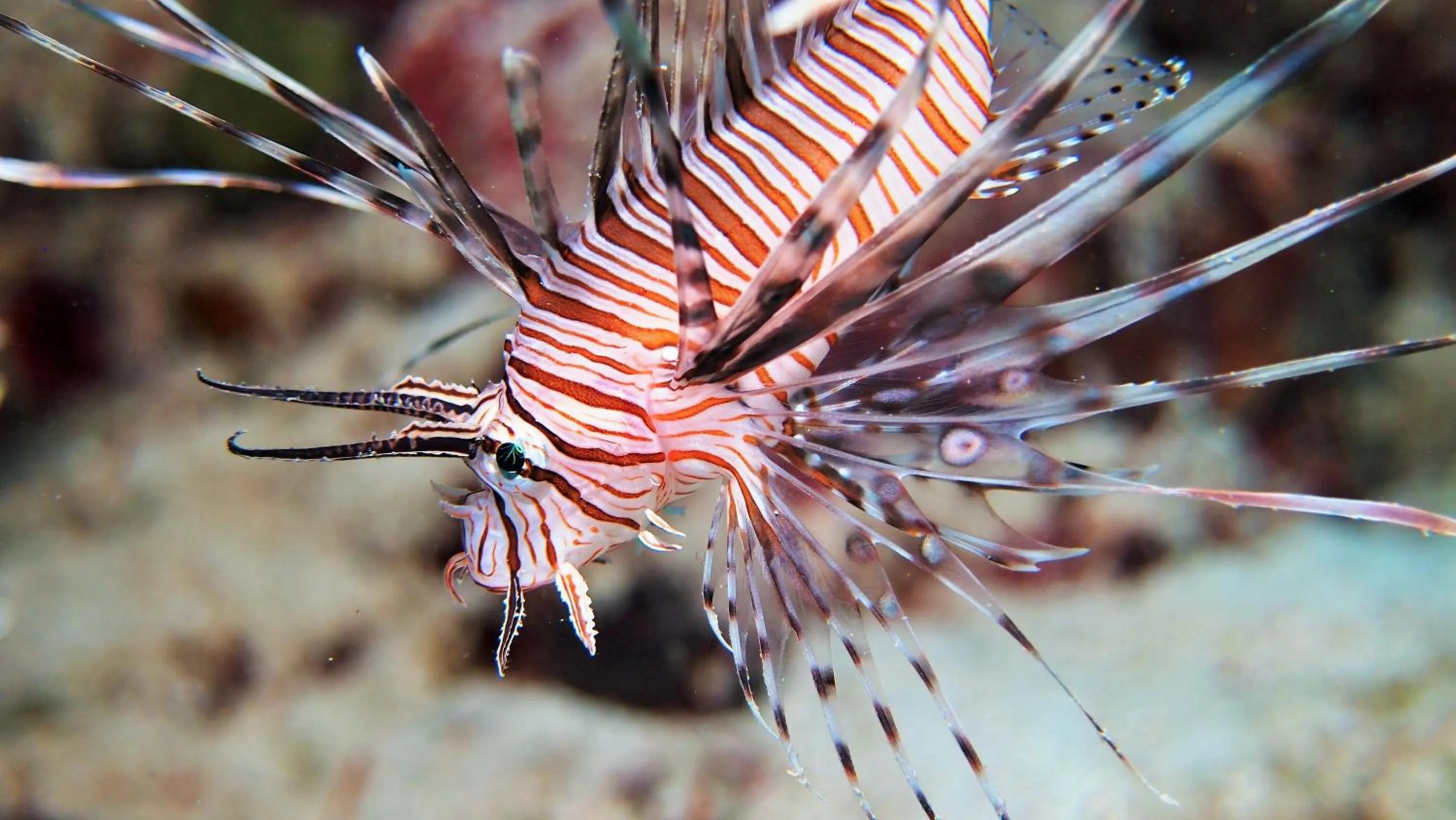 Animals in Quo Vadis Dive Resort