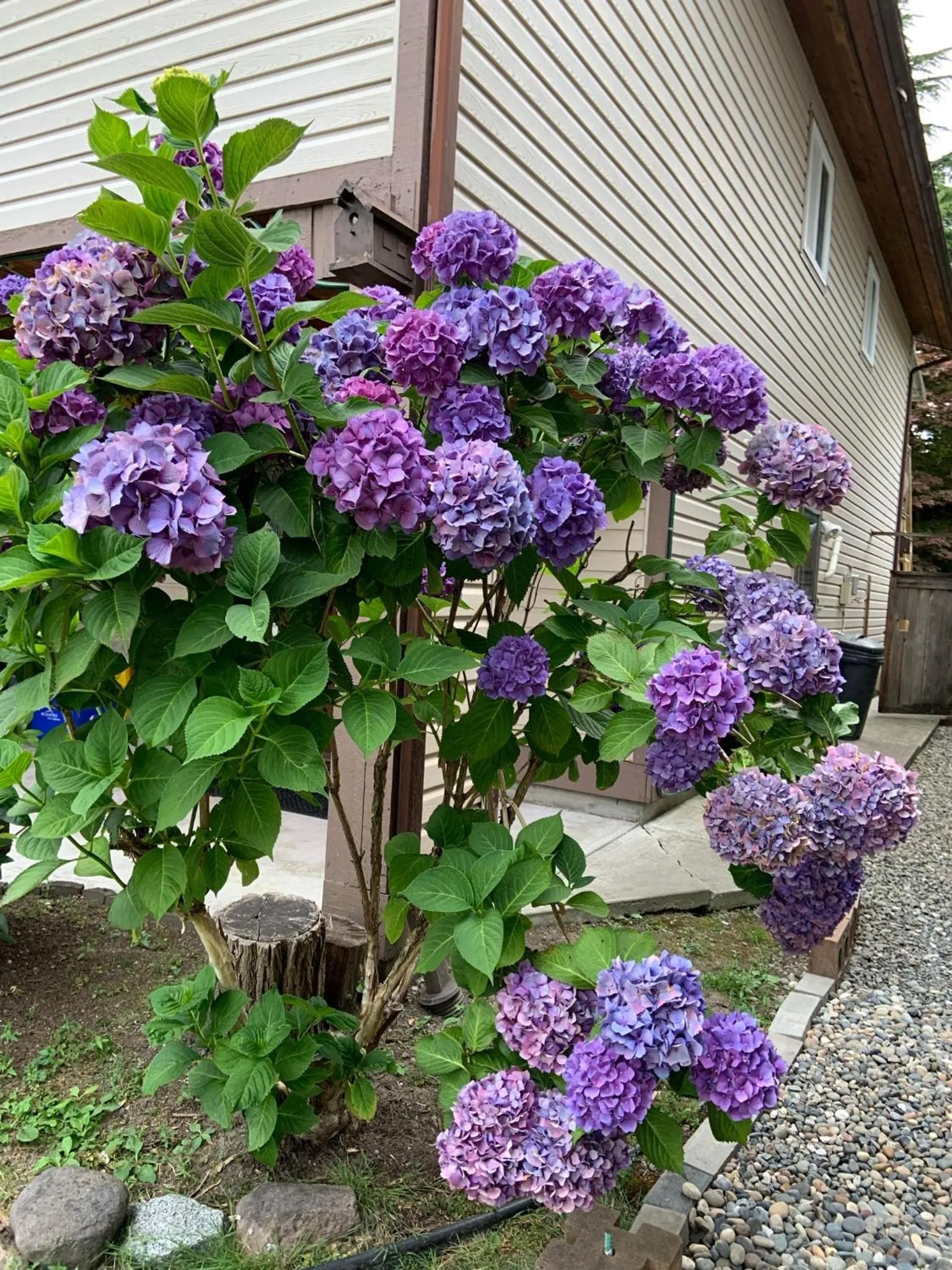 Garden in Orchid House near Vancouver YVR Airport