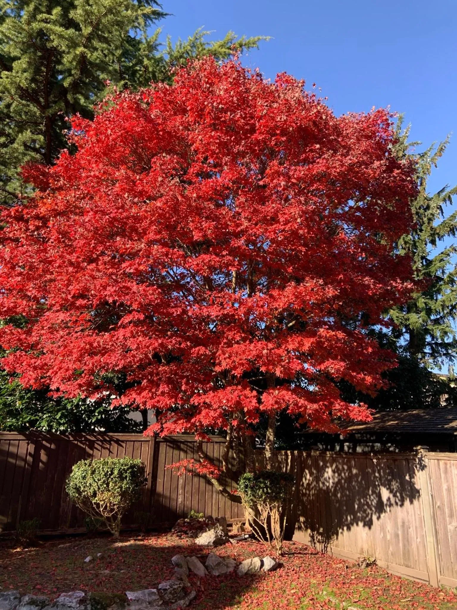 Natural landscape in Orchid House near Vancouver YVR Airport