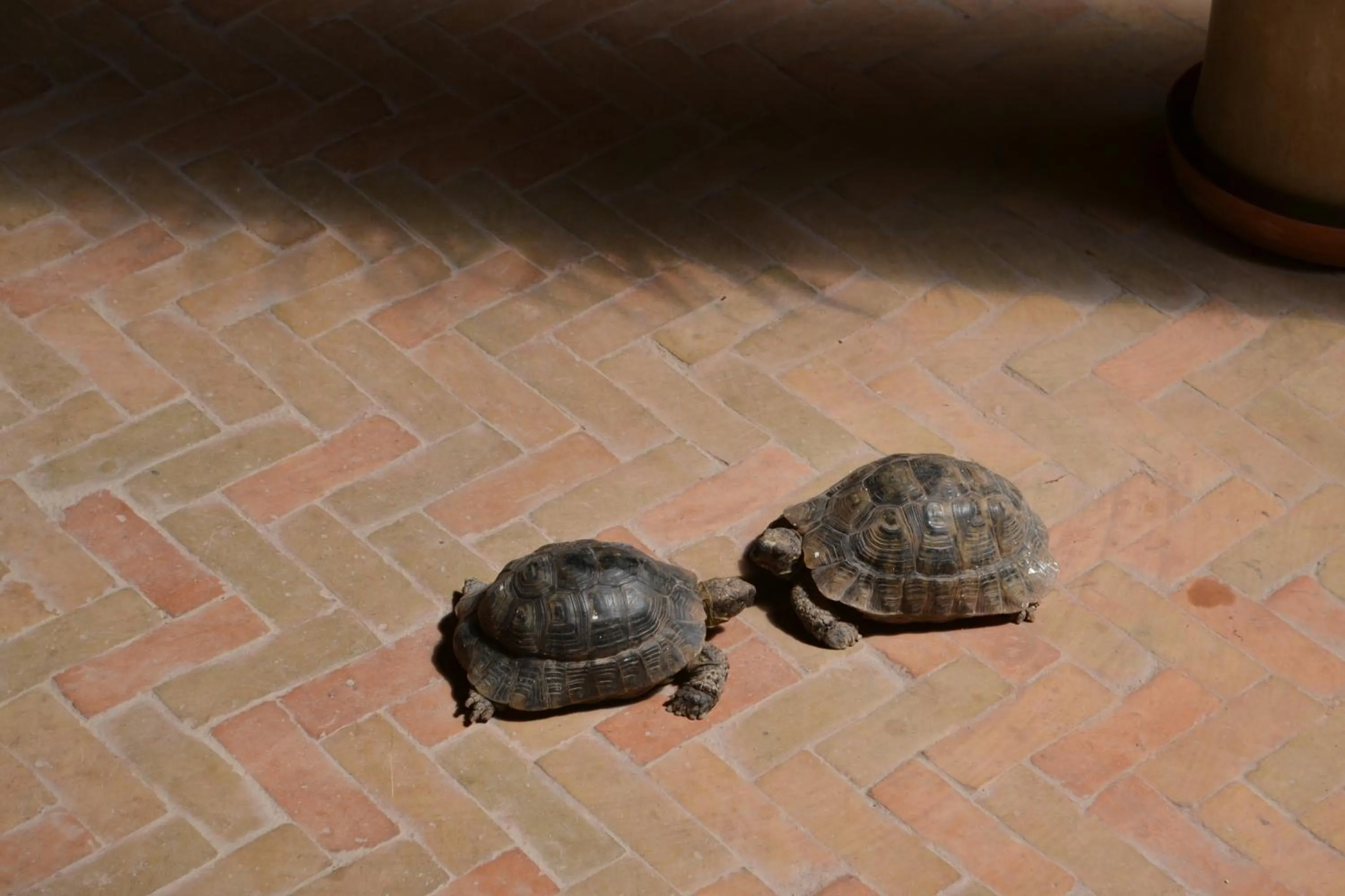 Animals in Riad Bayti