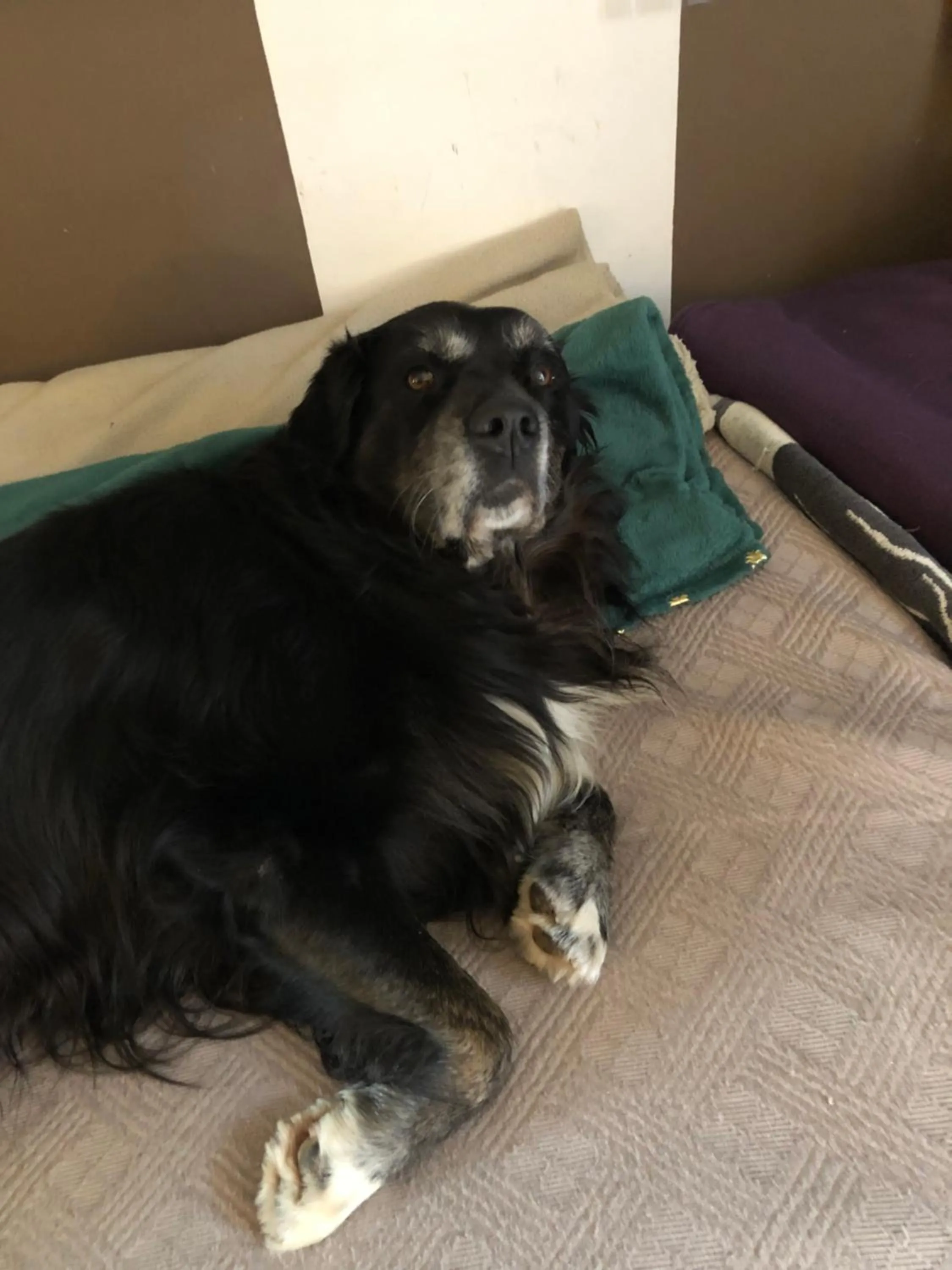 Pets in La Gabetière