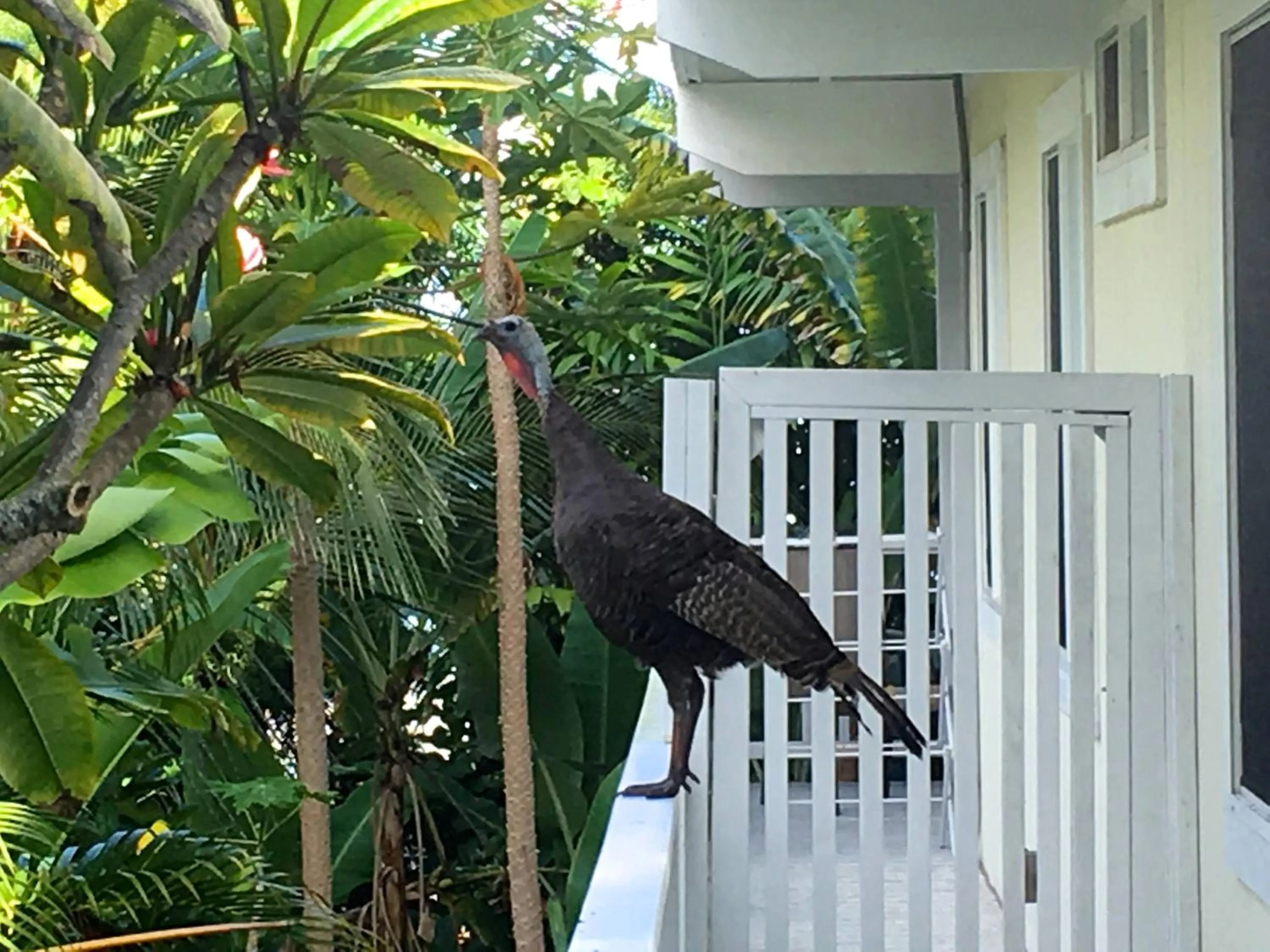 Garden in Bears' Place Guest House
