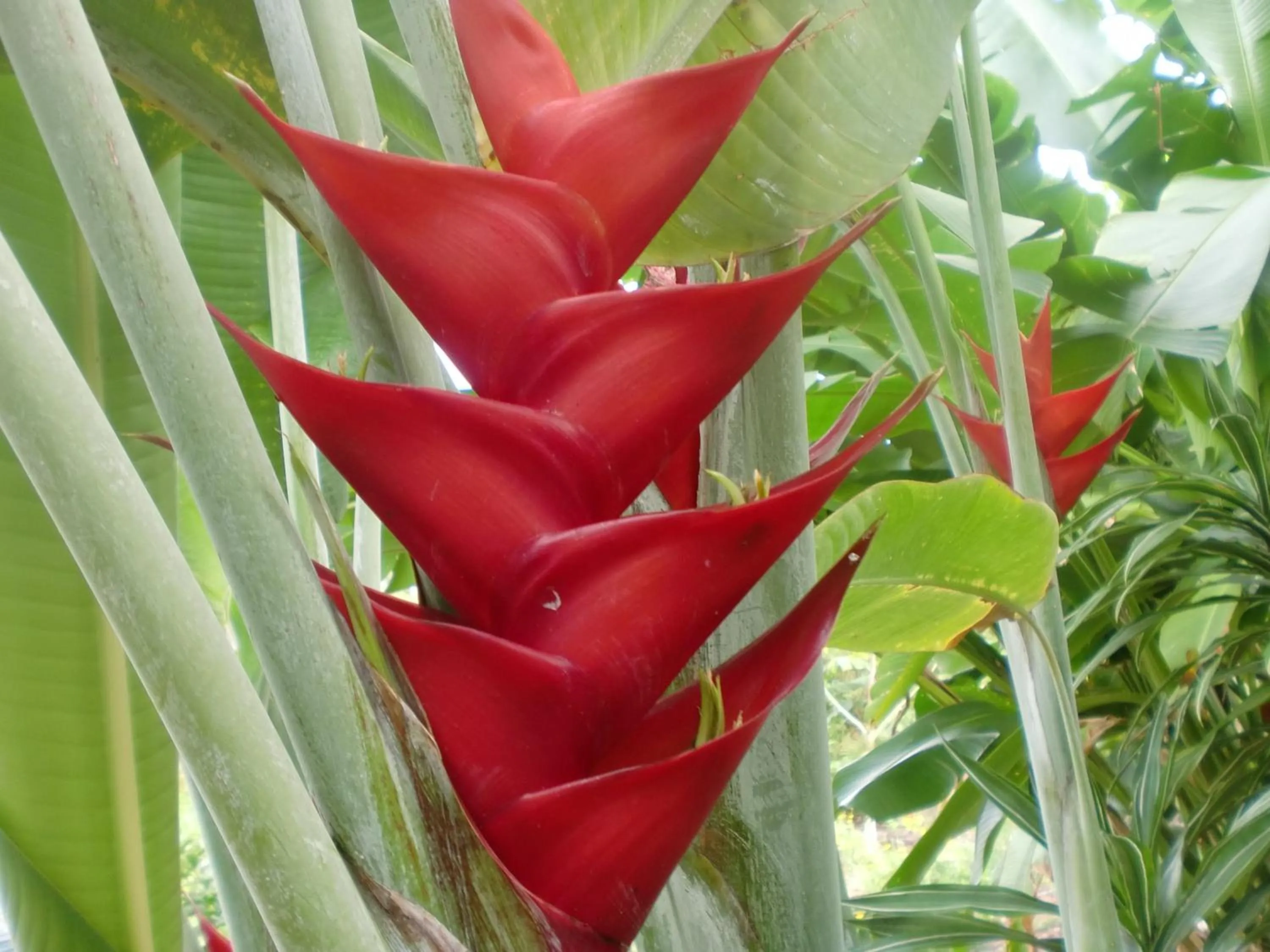 Garden in Bears' Place Guest House