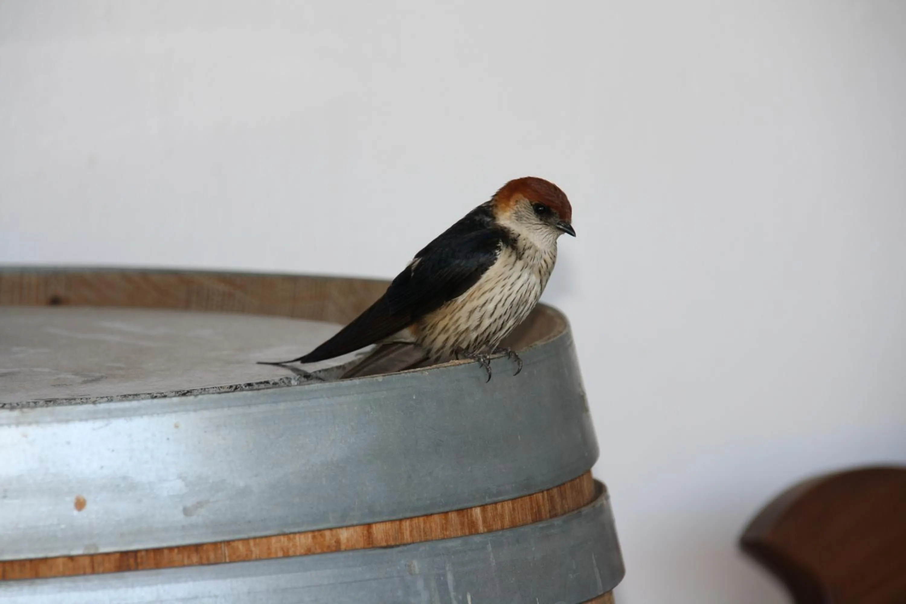 Animals in Middelplaas Paarl Guesthouse