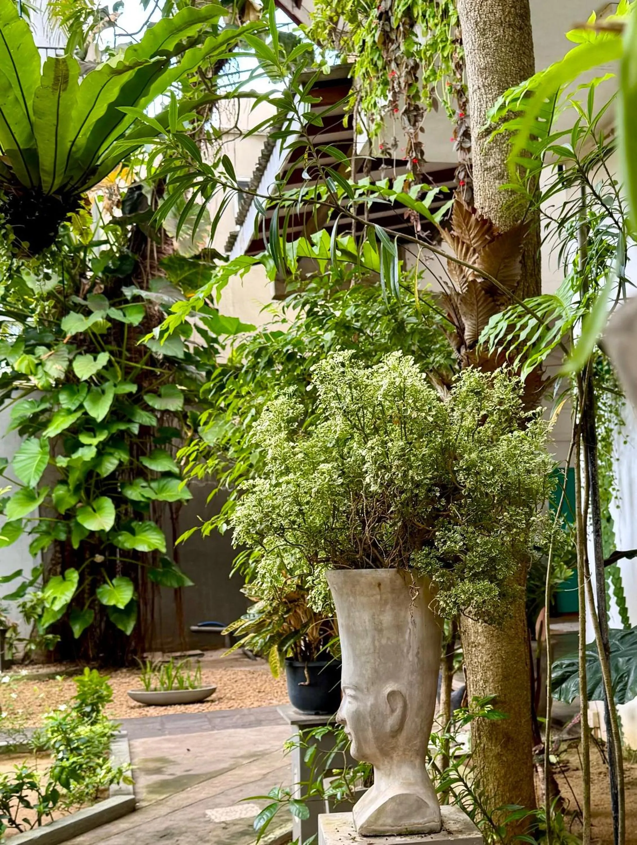 Garden in Gomez Place