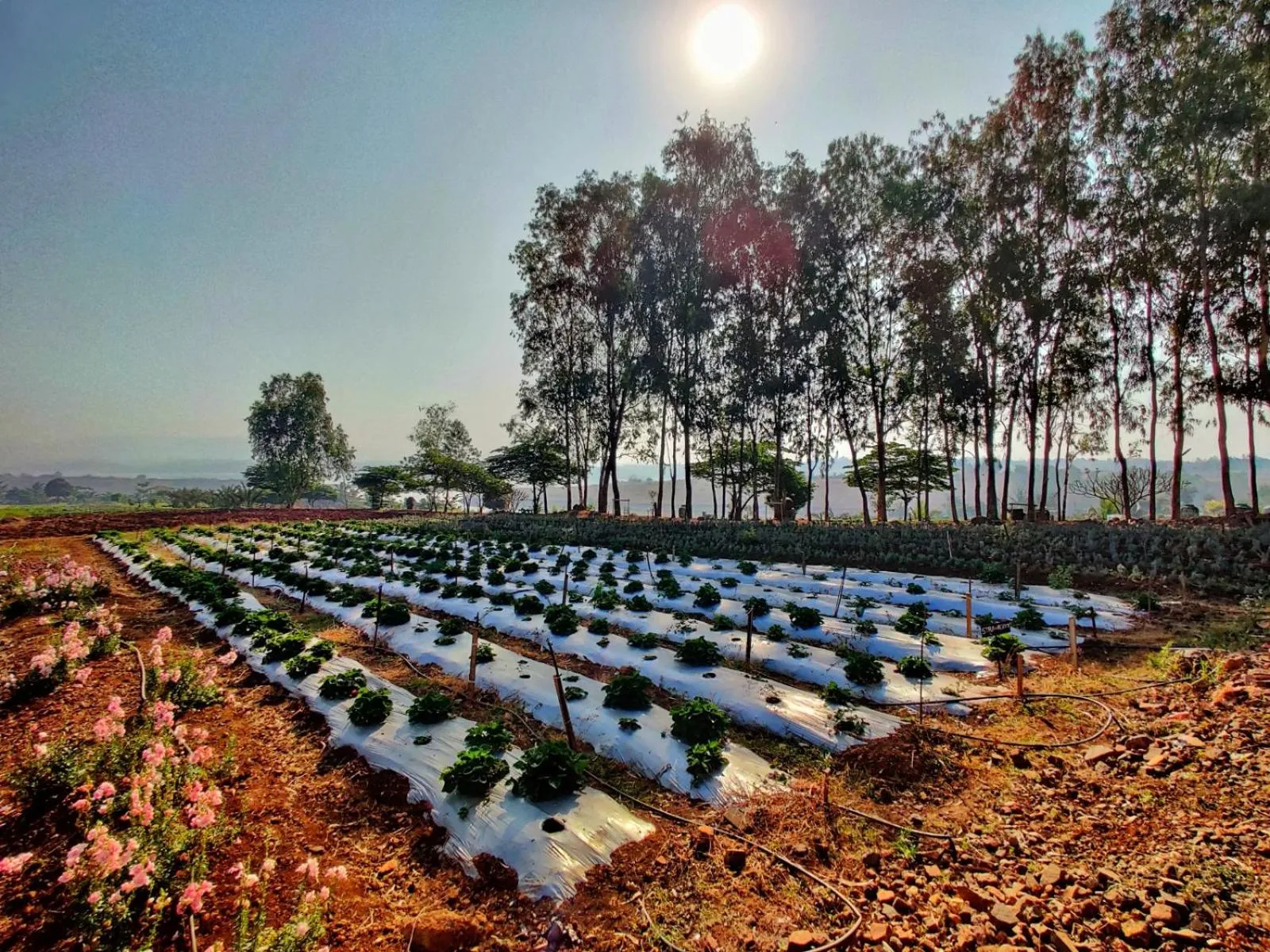 Natural landscape in Fazlani Natures Nest - The Wellness Retreat