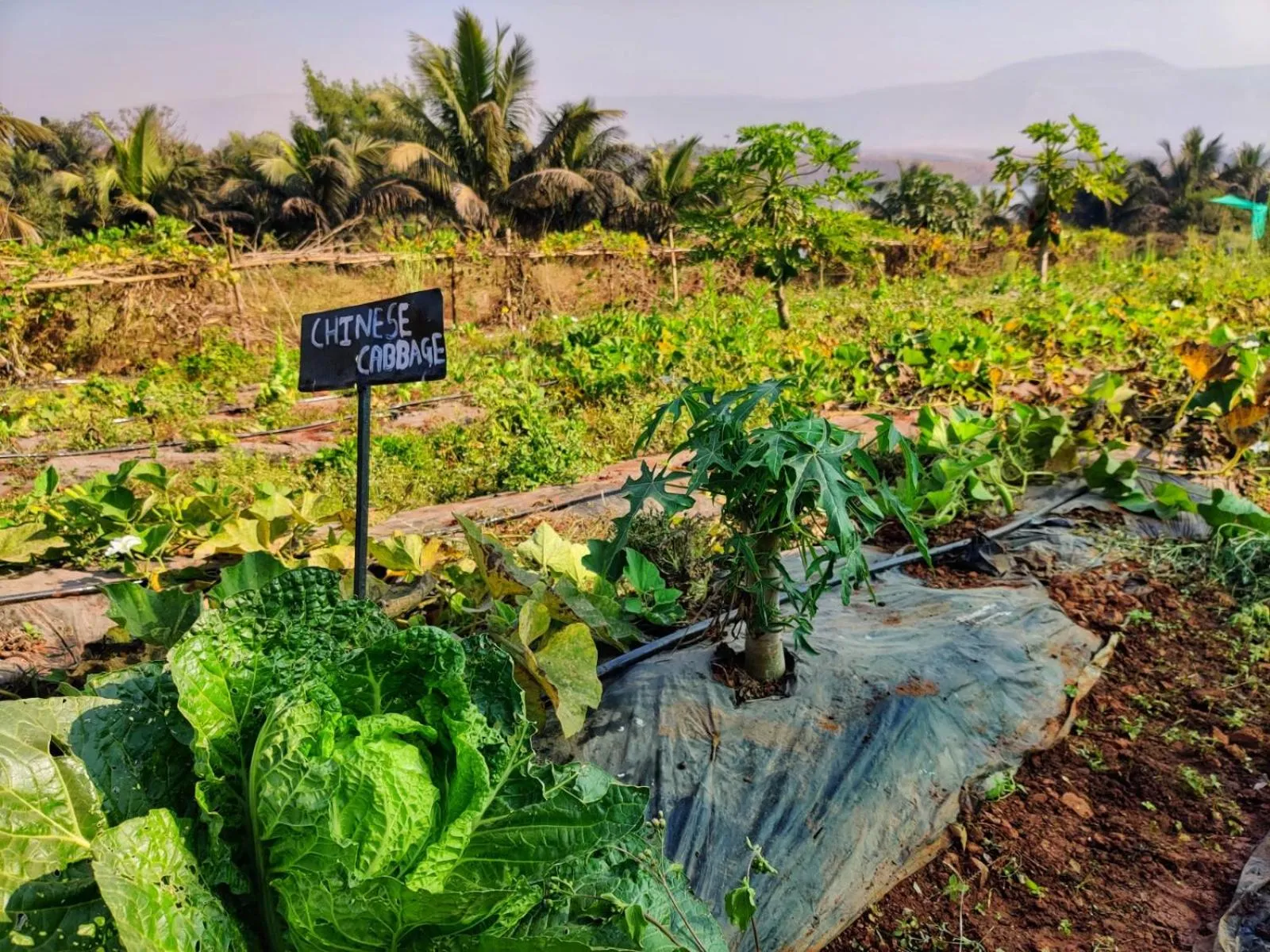 Natural landscape in Fazlani Natures Nest - The Wellness Retreat