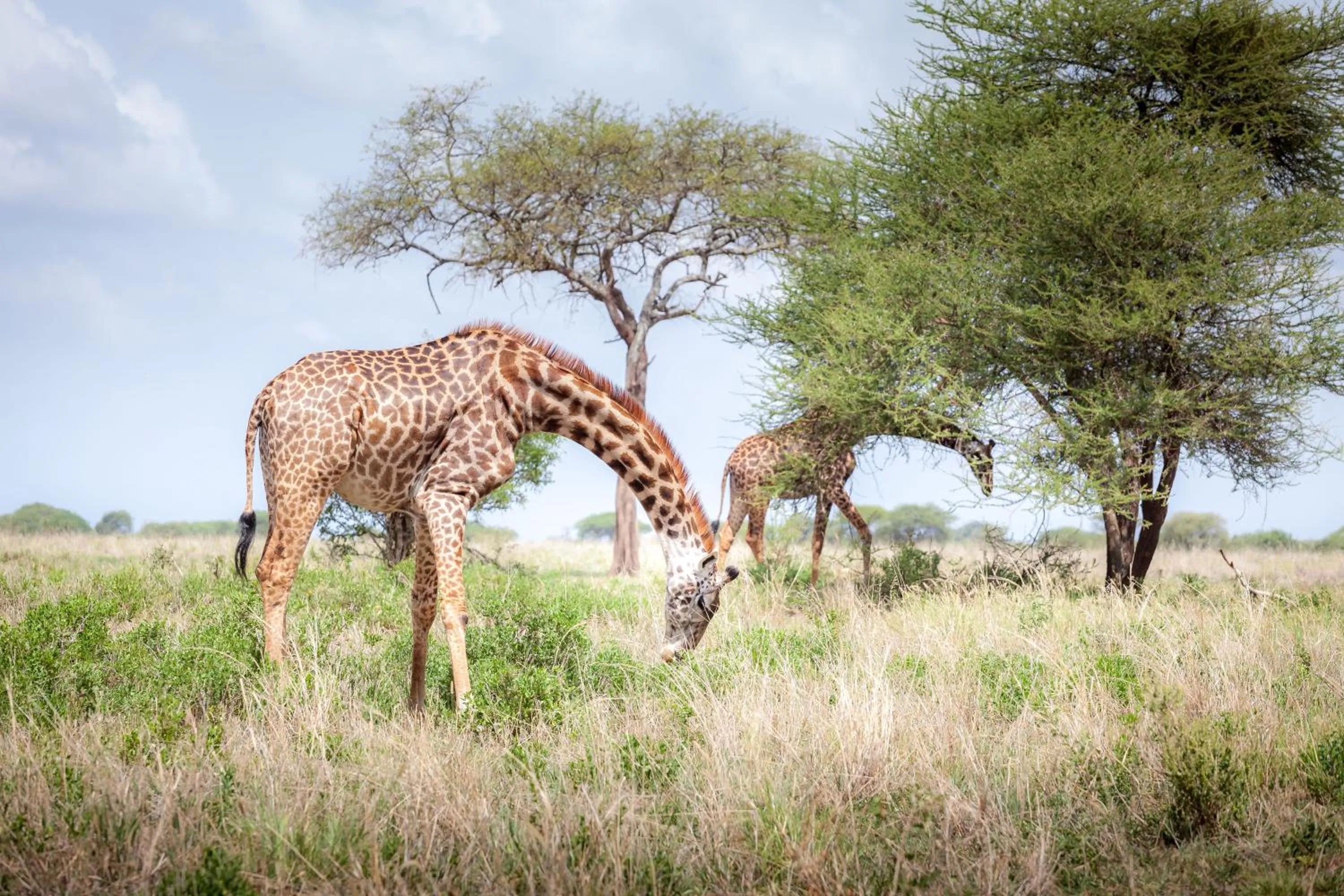 Natural landscape in Baobab Tented Camp