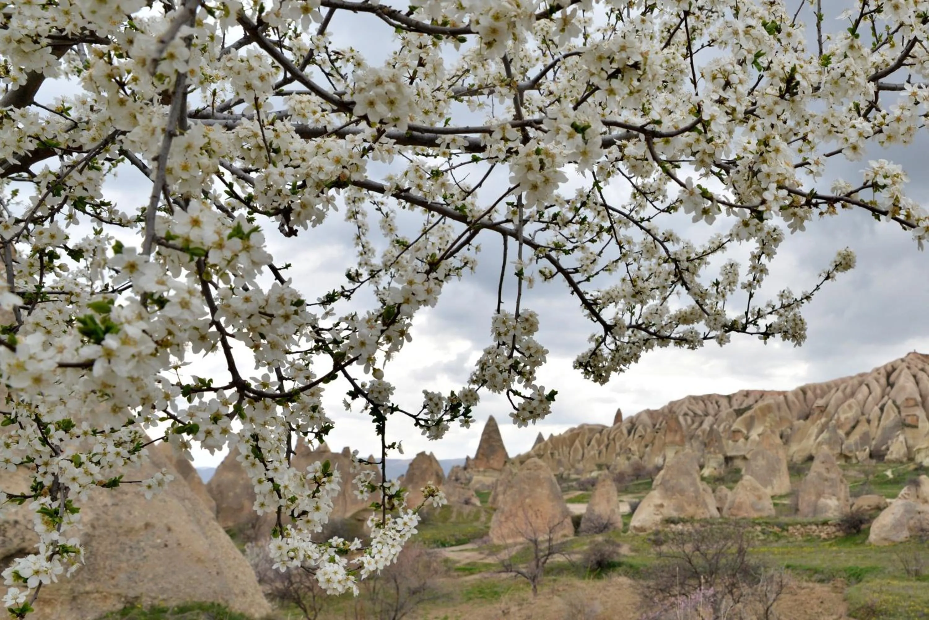 Spring in Grand Cave Suites