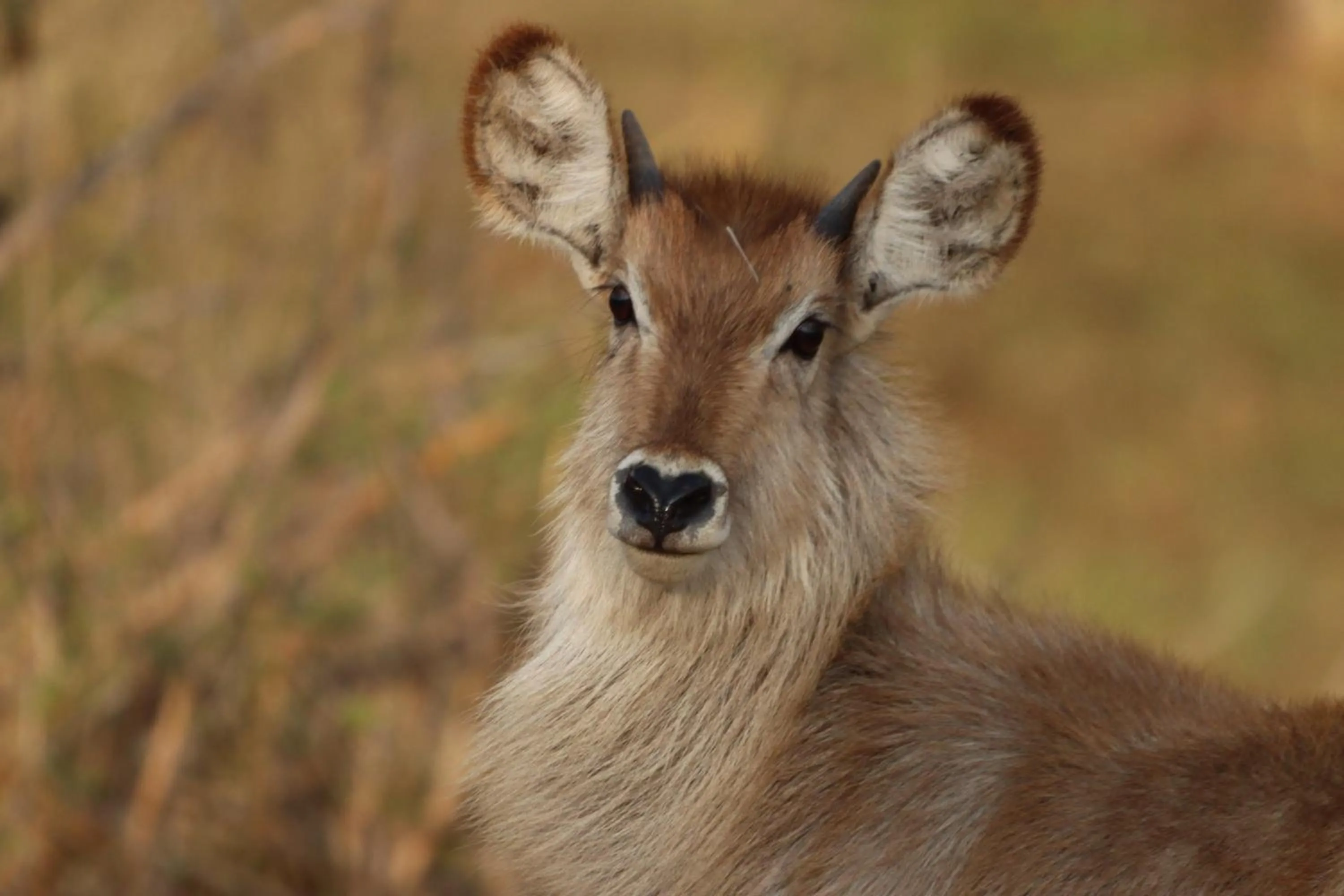 Animals in Doringpoort Lodge