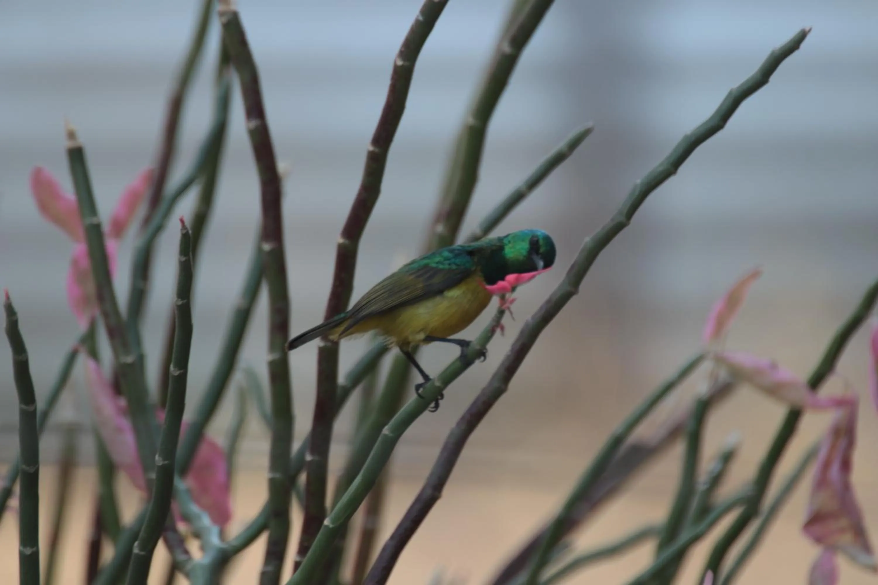 Animals in Doringpoort Lodge