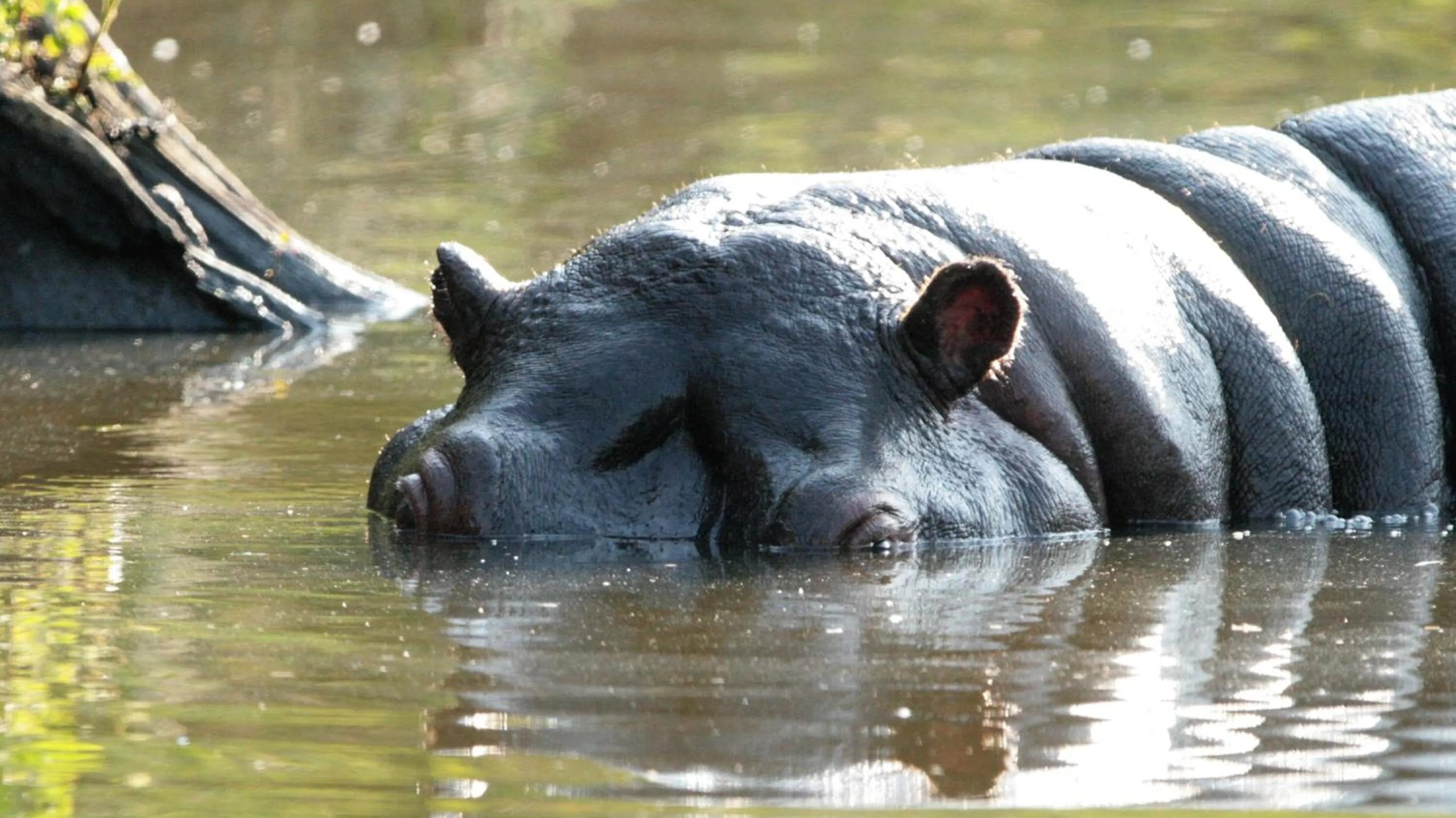 Animals in Doringpoort Lodge