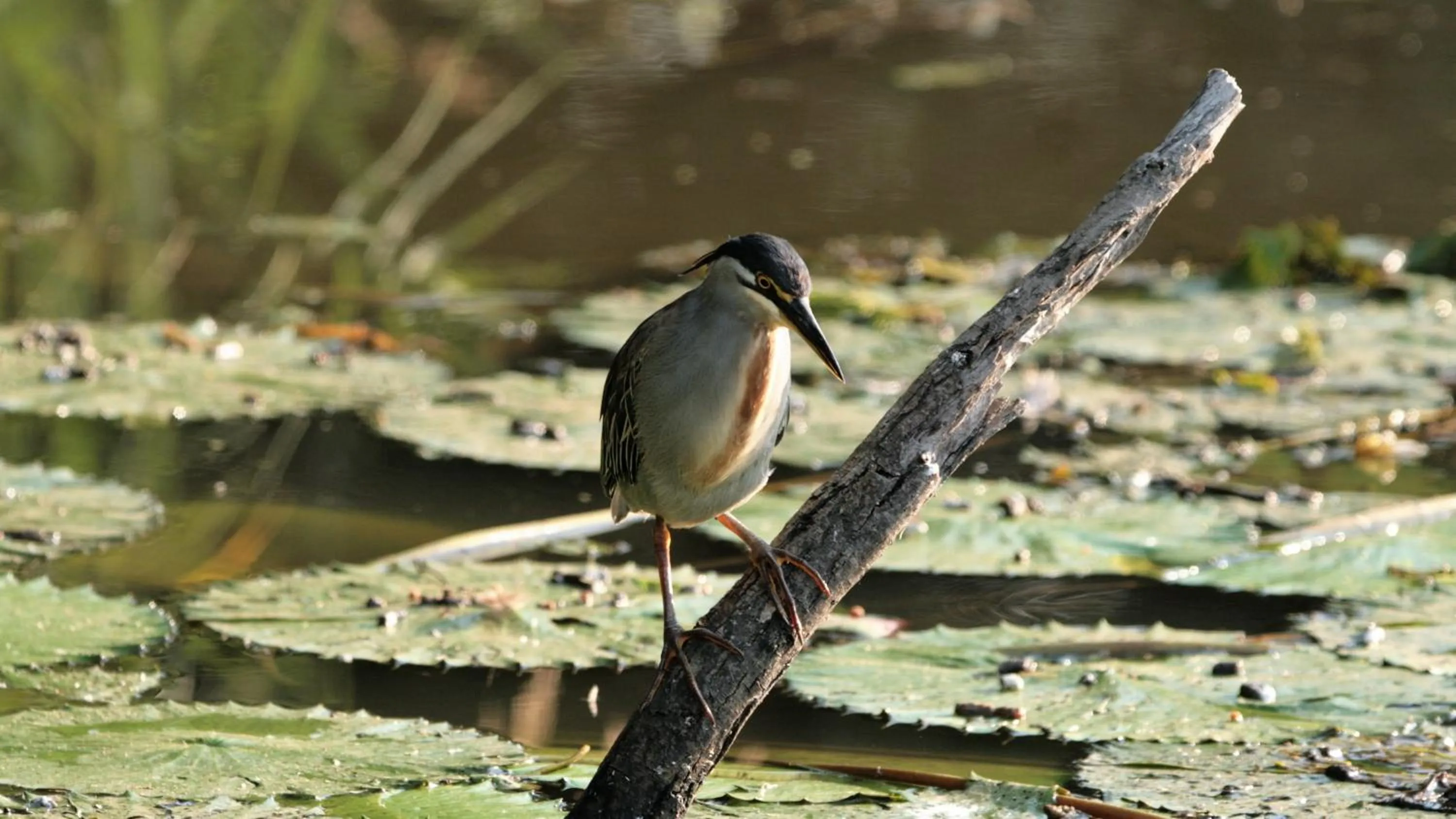 Animals in Doringpoort Lodge