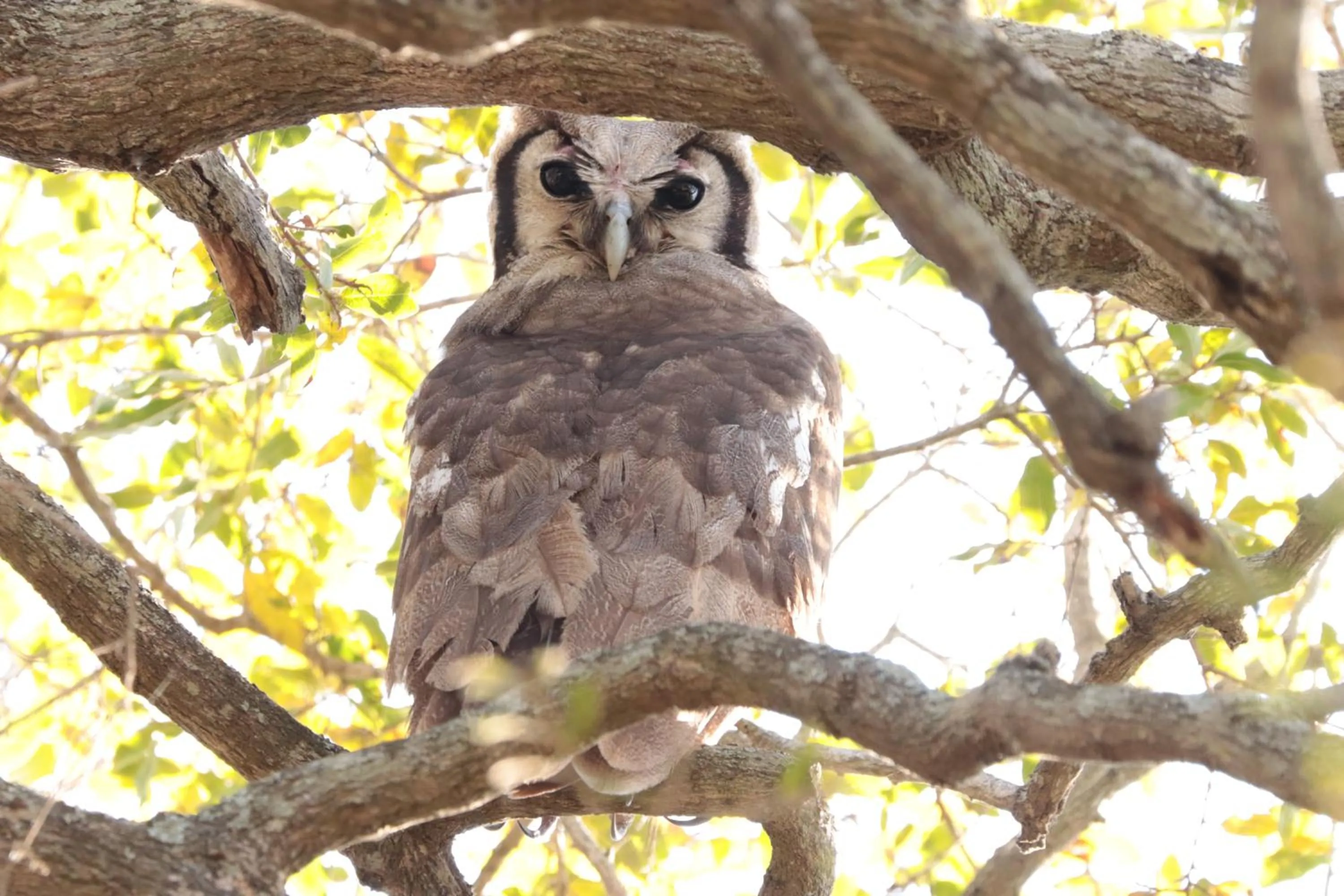 Animals in Doringpoort Lodge