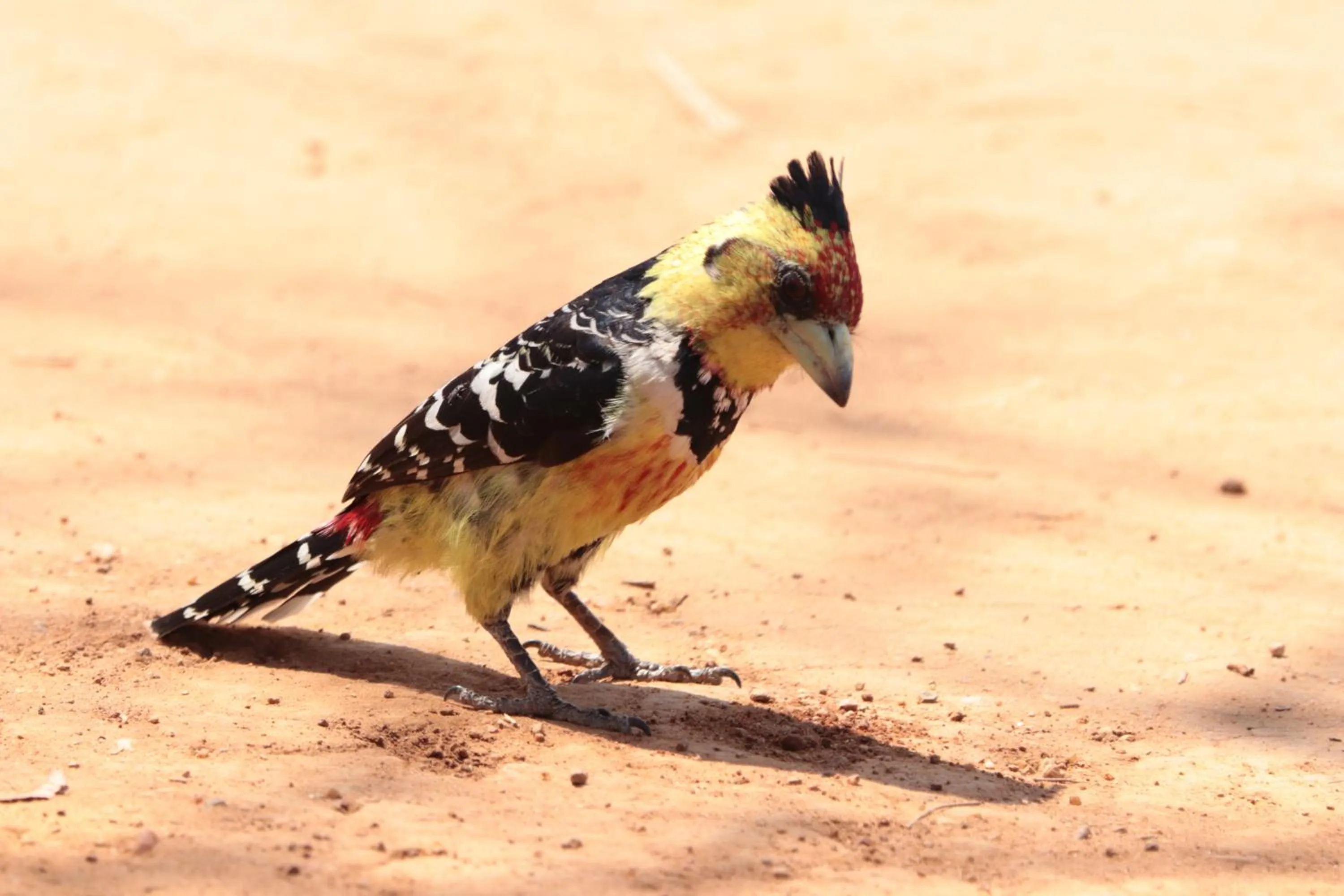 Animals in Doringpoort Lodge