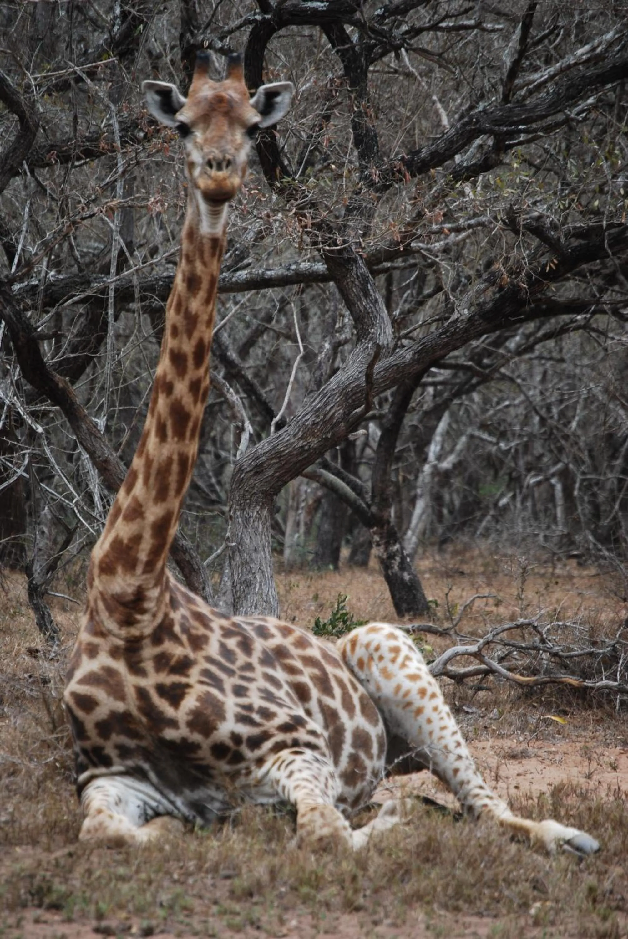 Animals in Doringpoort Lodge