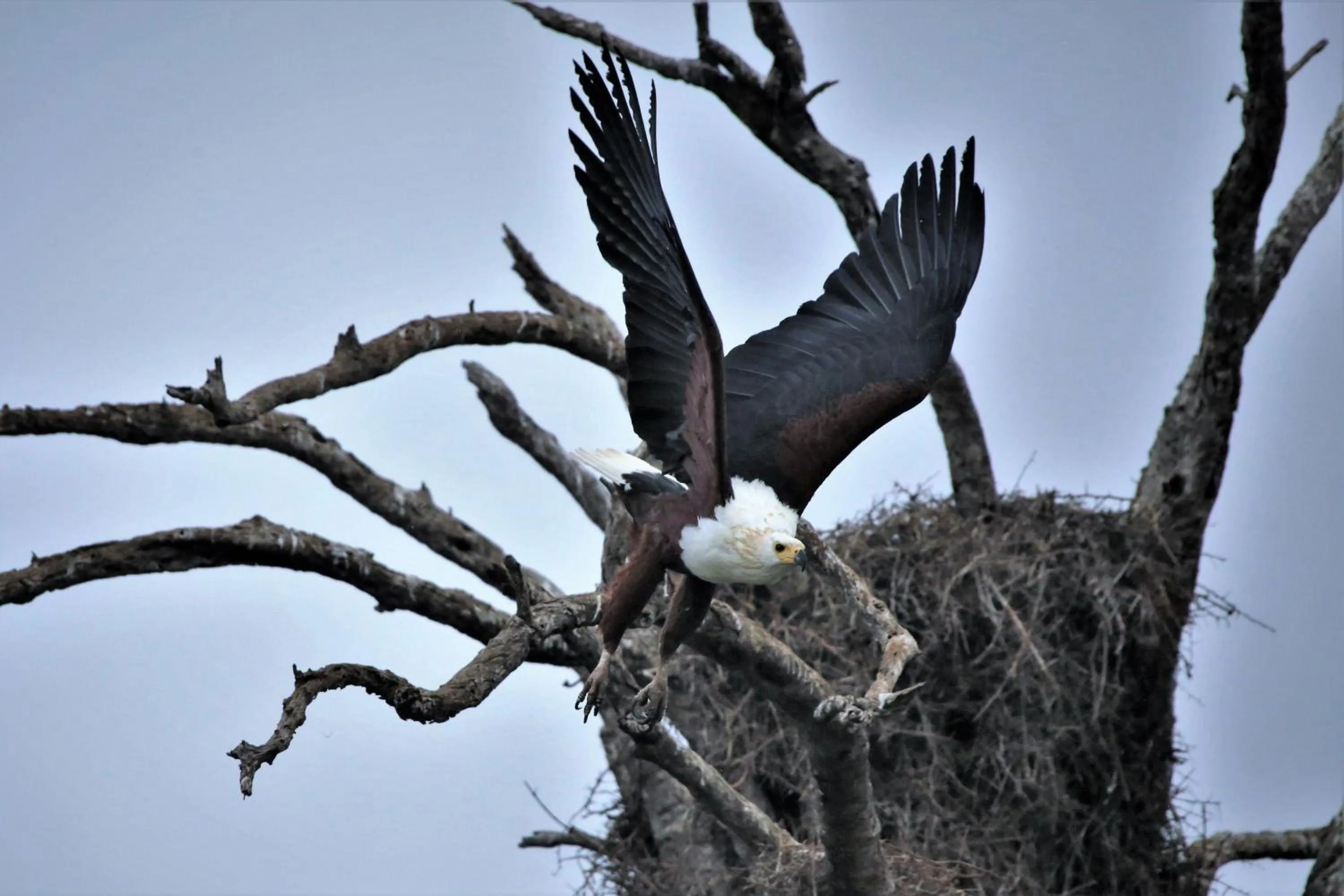 Animals in Doringpoort Lodge