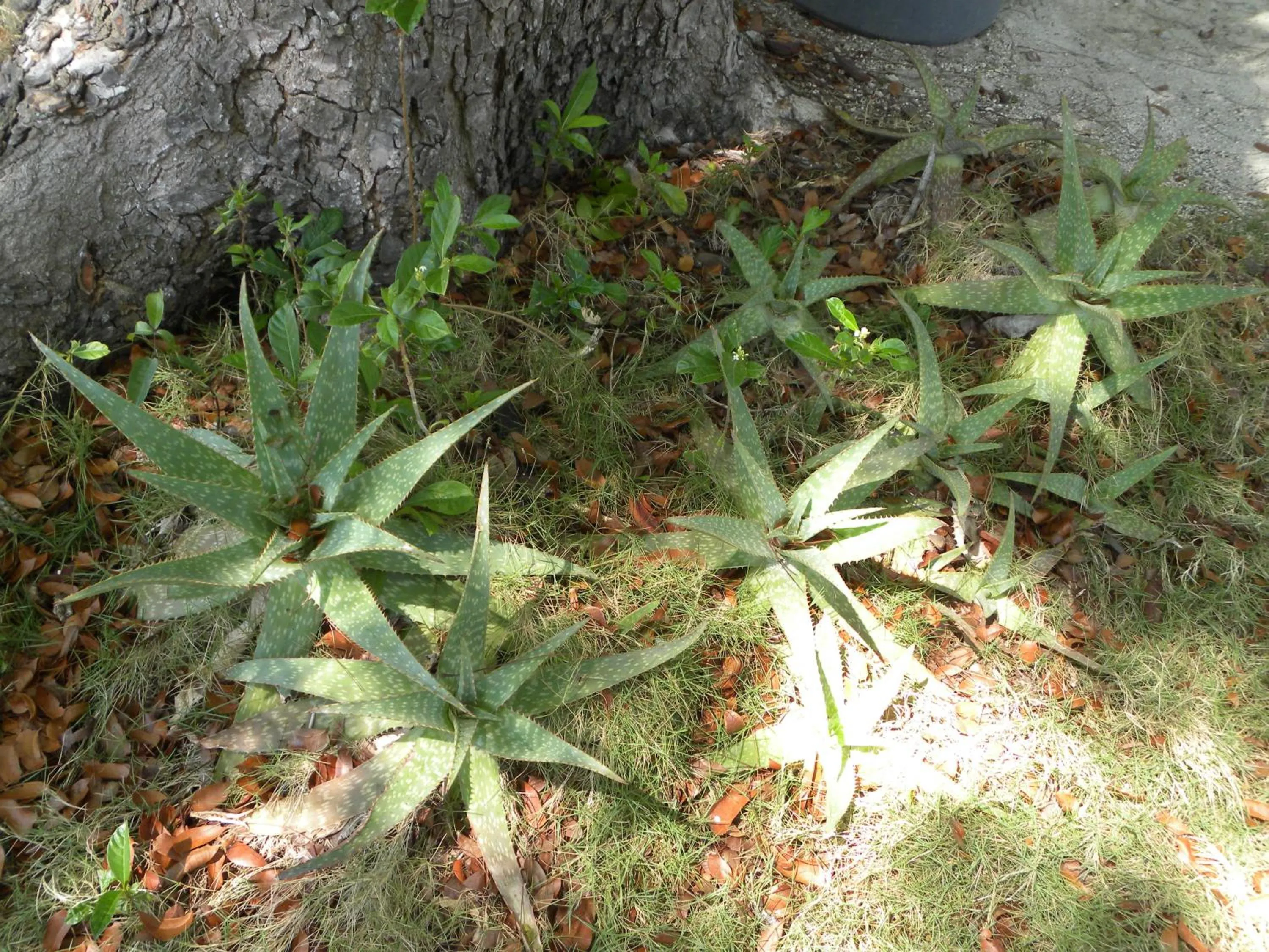 Natural landscape in Rock Reef Resort