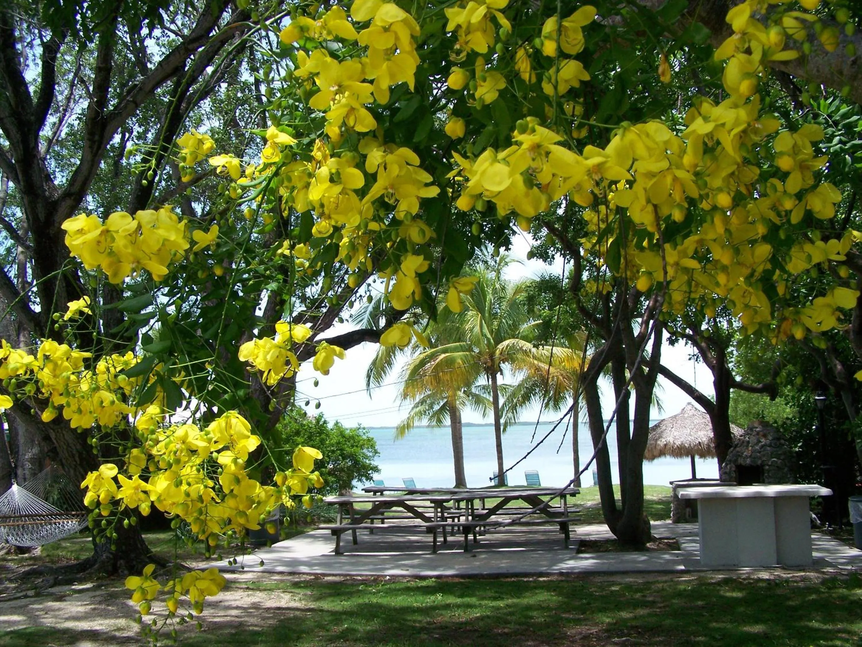 BBQ facilities in Rock Reef Resort
