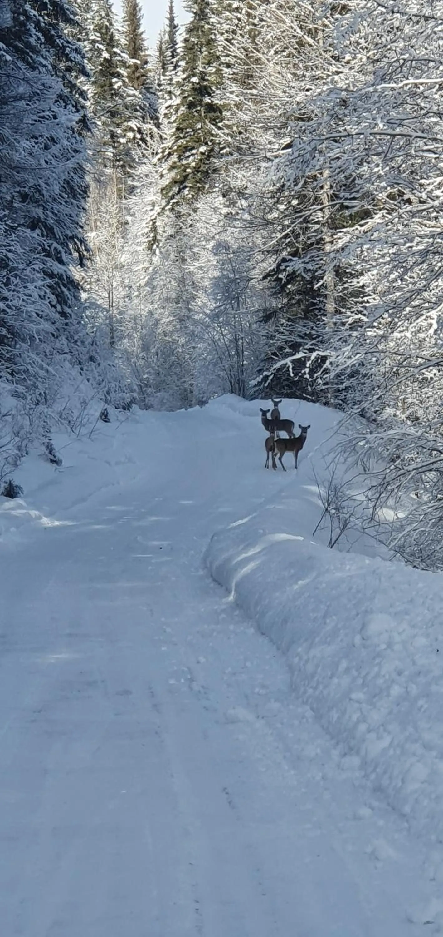 Natural landscape in Alpine Meadows Lodge