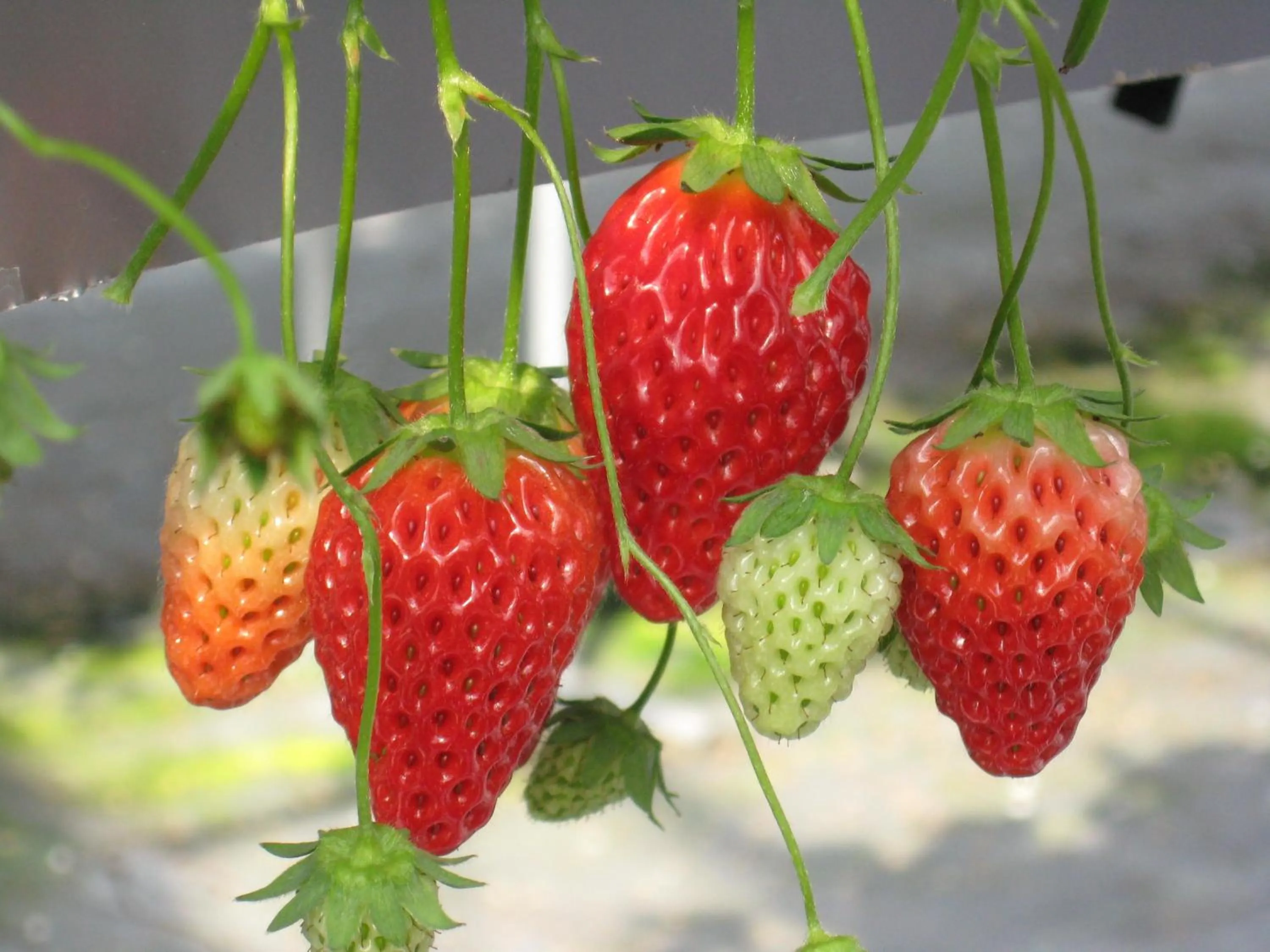 Nearby landmark in Pension Totem Pole