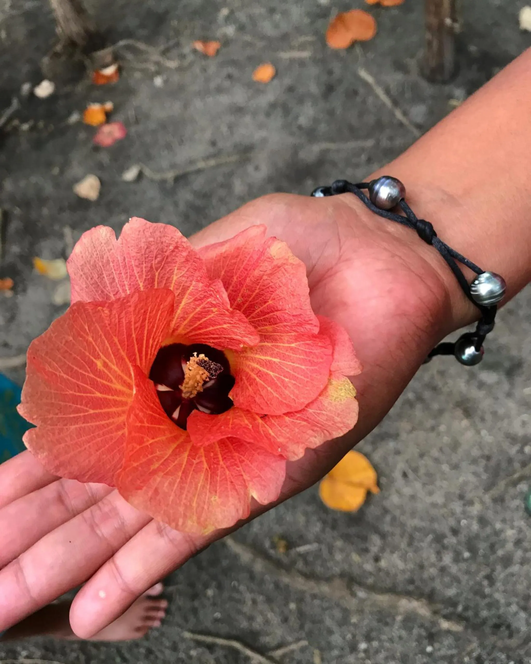 Garden in Robinson's Cove Villas