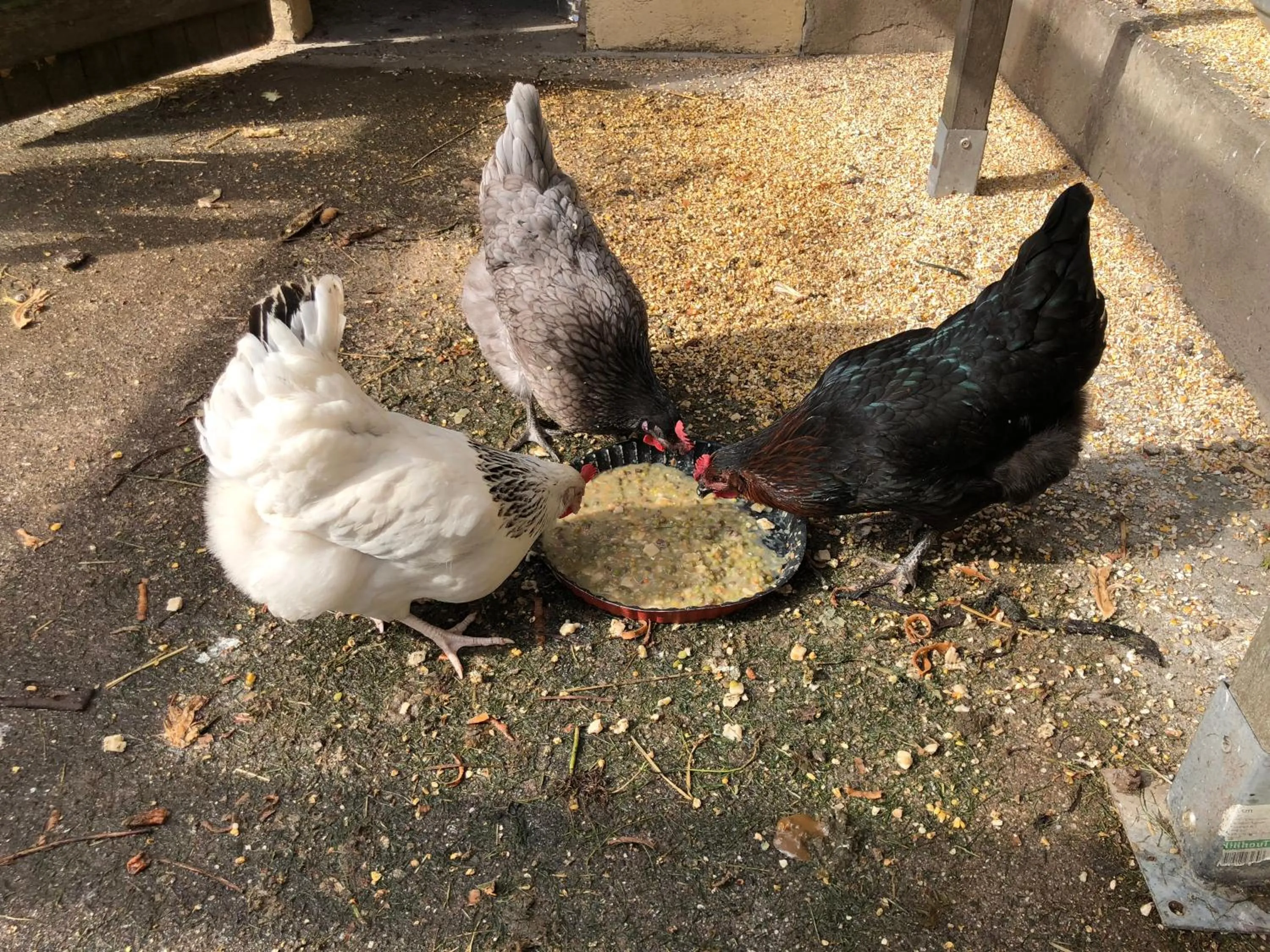 Pets in Le Paon Bleu Annecy Poisy