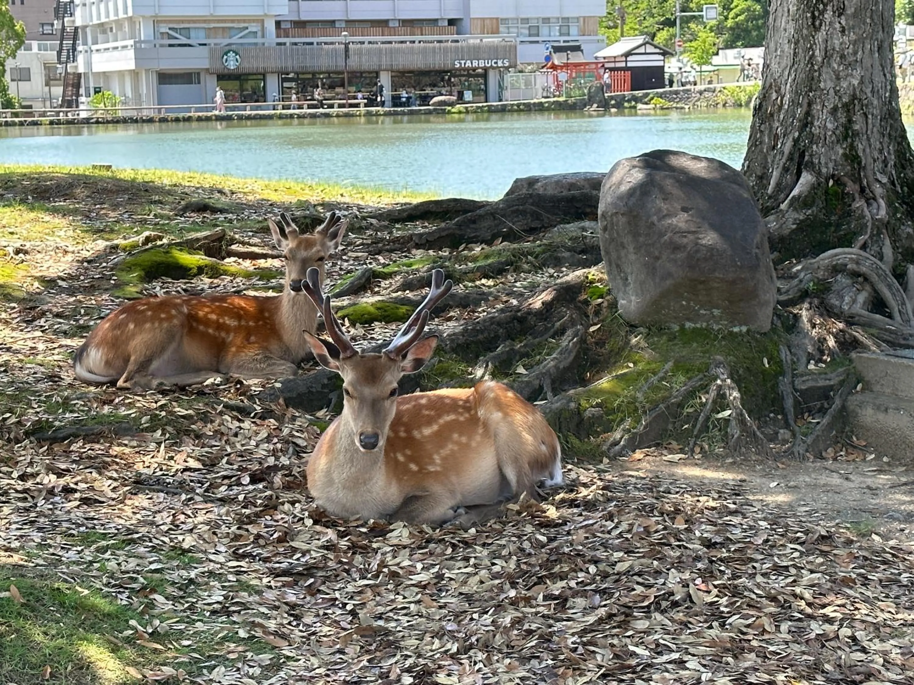Animals in Ryokan Kousen