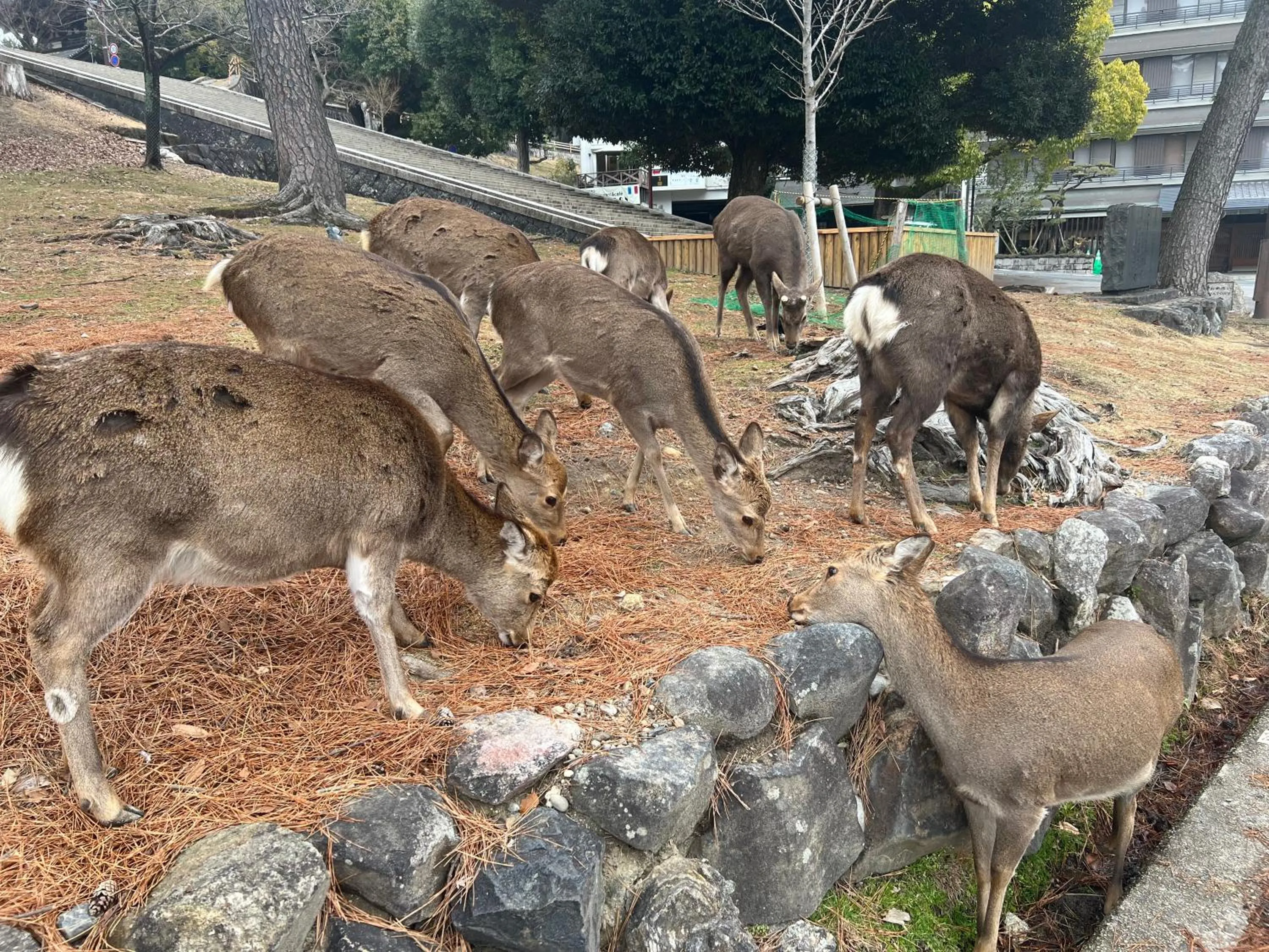 Animals in Ryokan Kousen
