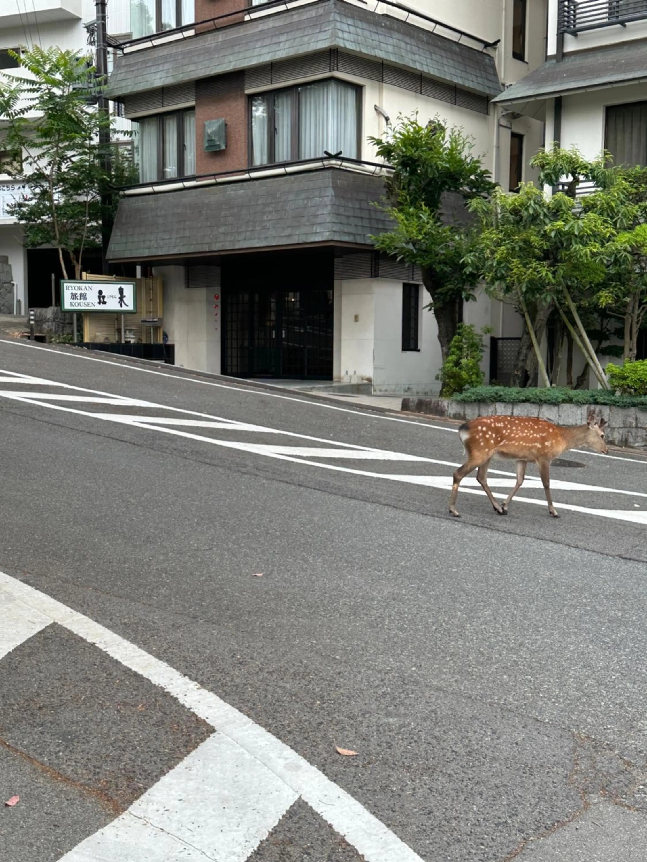 Animals in Ryokan Kousen