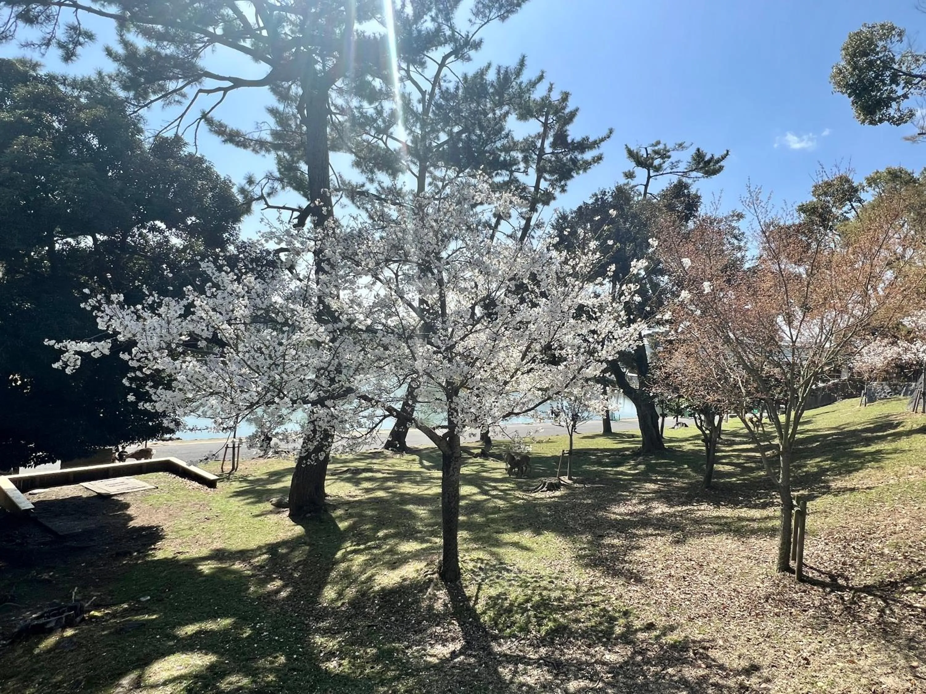 Spring in Ryokan Kousen
