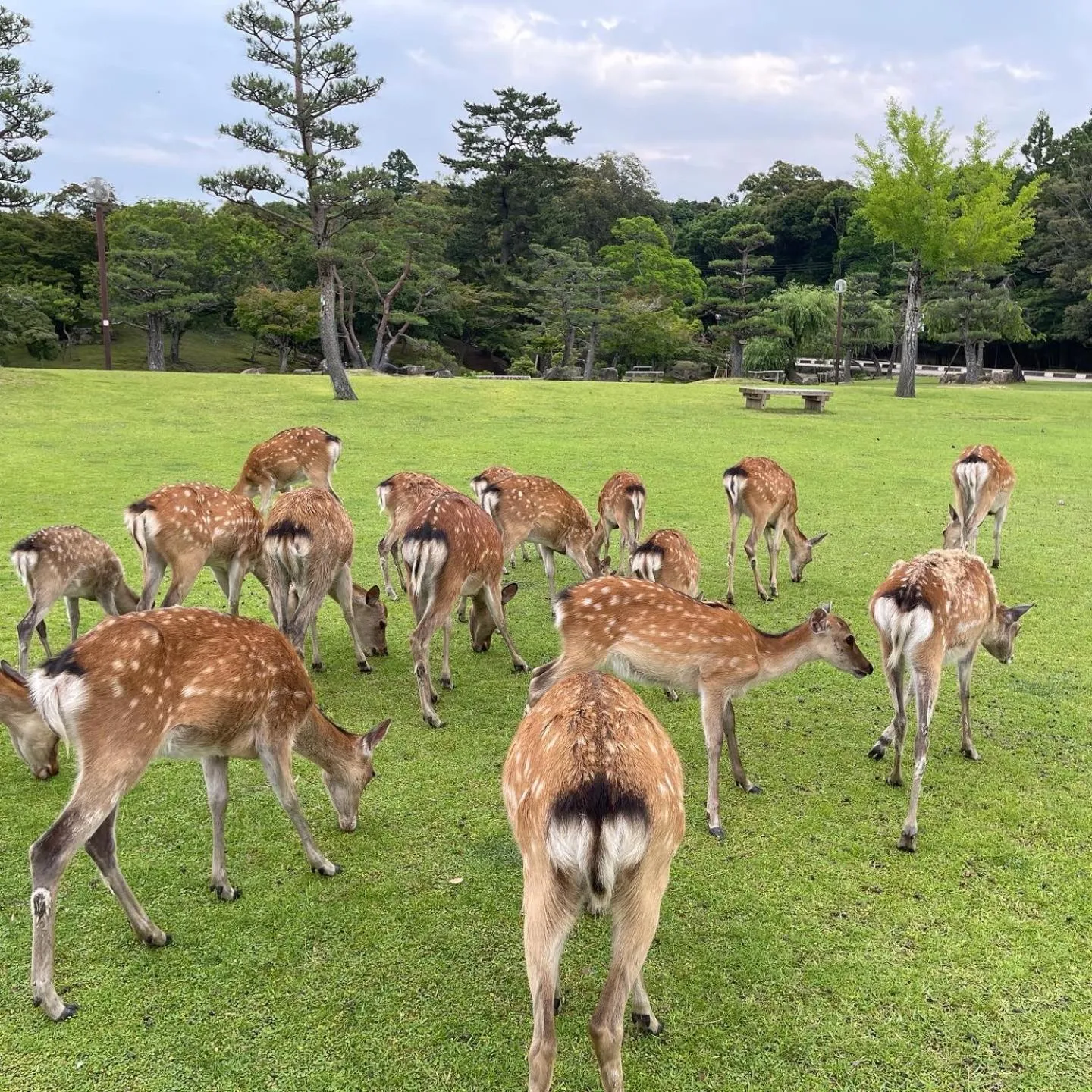 Animals in Ryokan Kousen