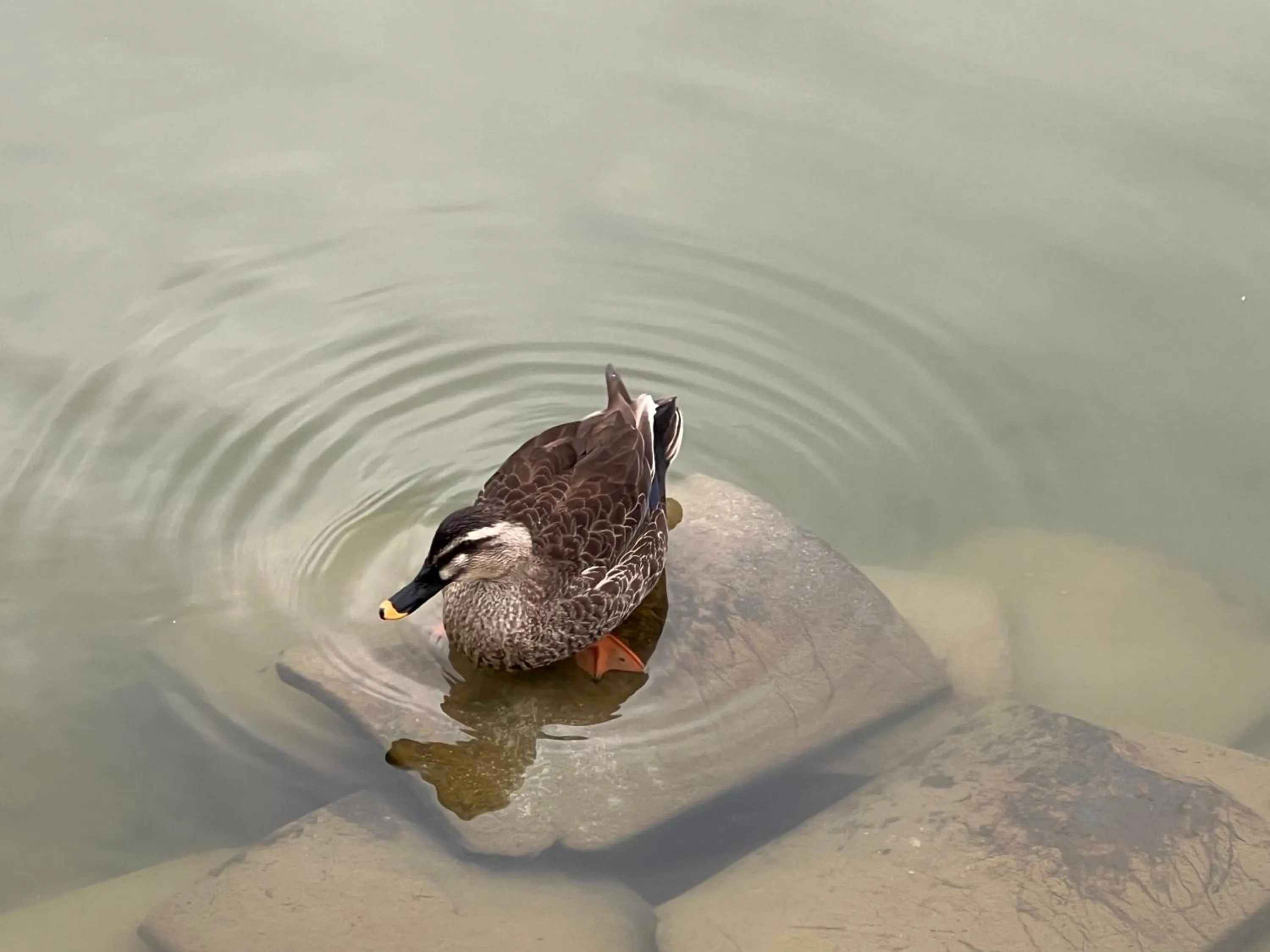 Animals in Ryokan Kousen