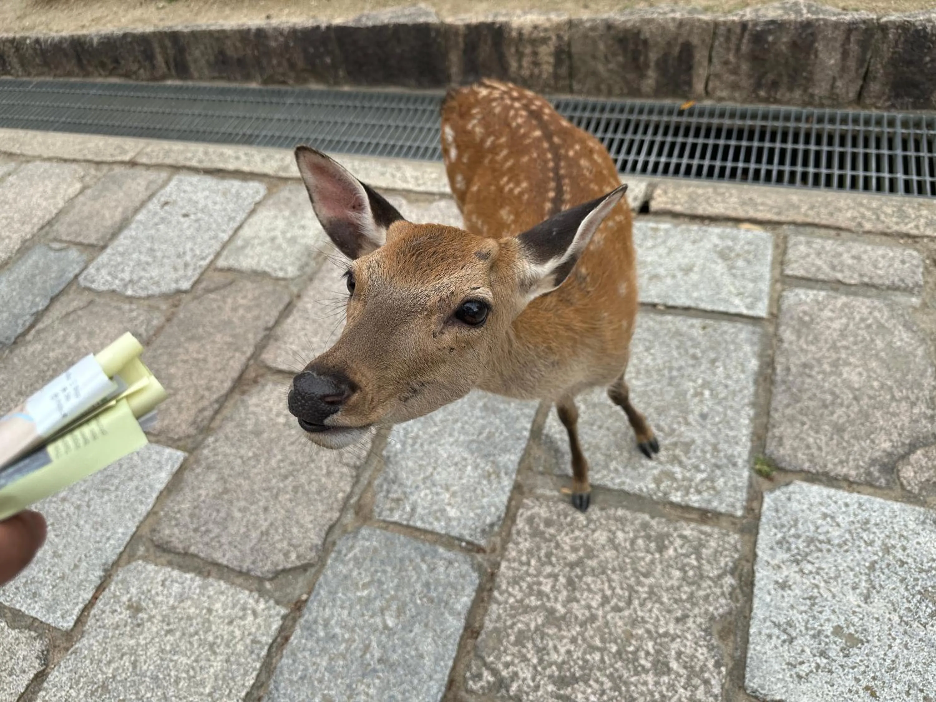 Animals in Ryokan Kousen