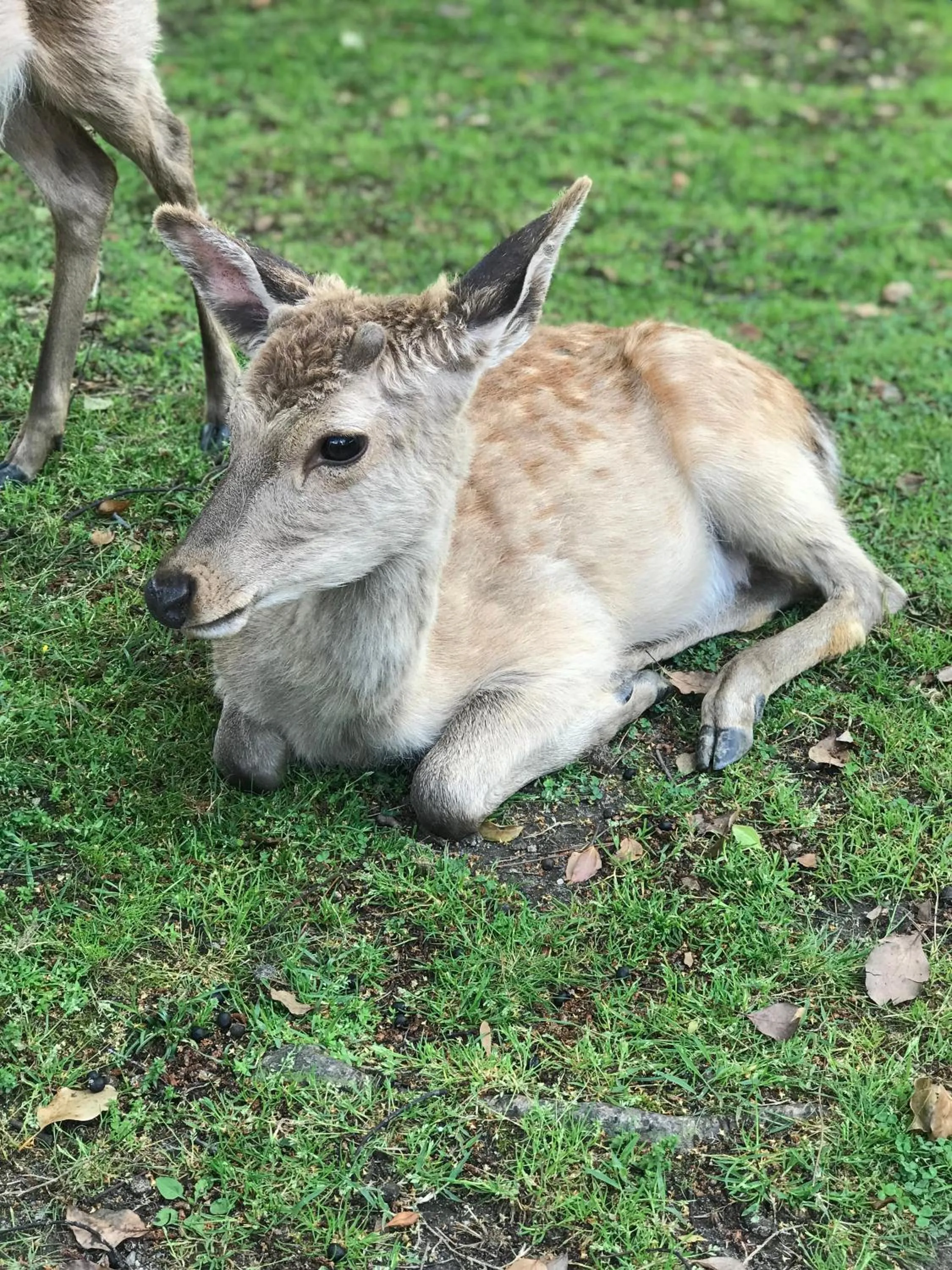 Animals in Ryokan Kousen