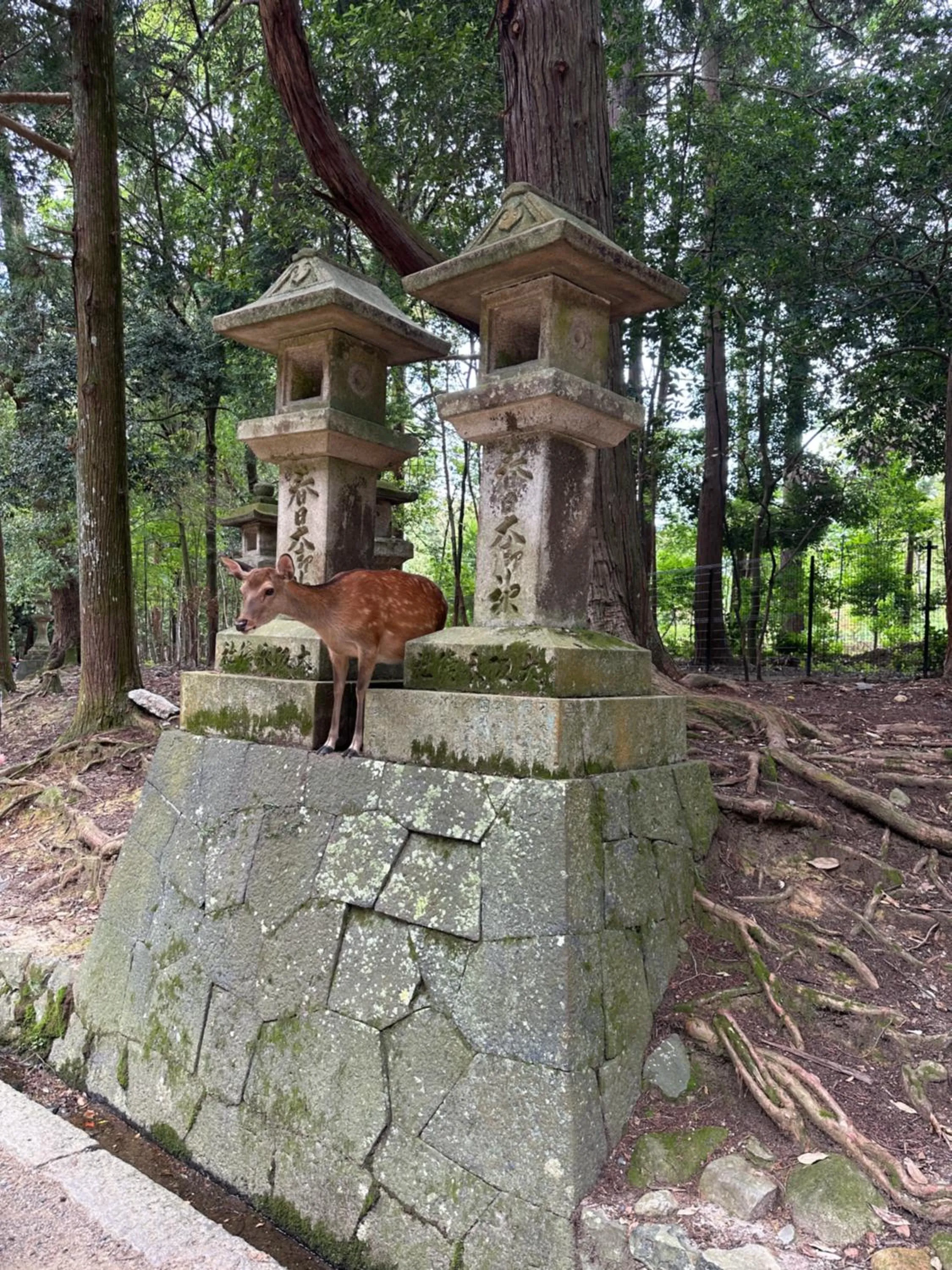 Animals in Ryokan Kousen