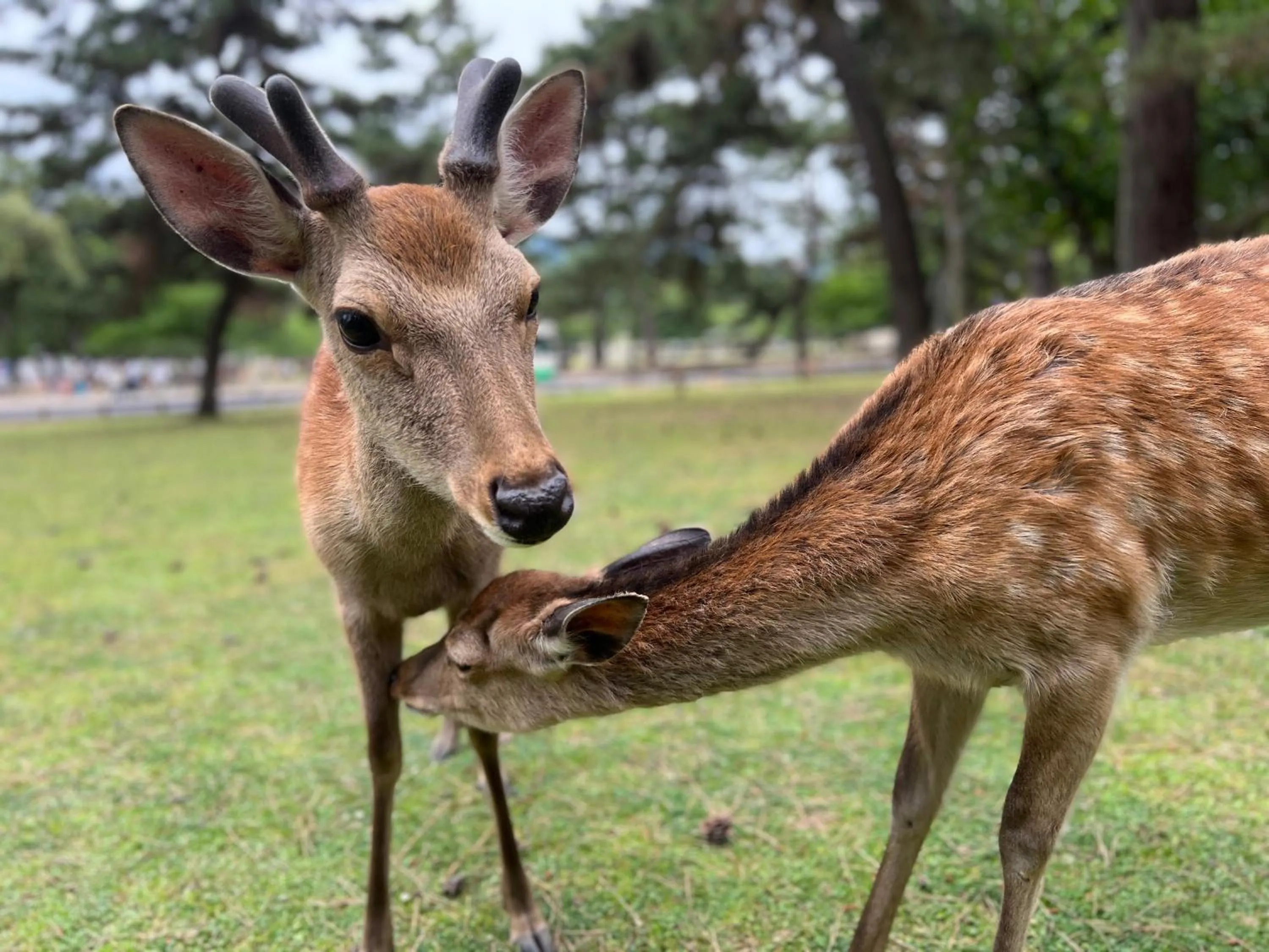 Animals in Ryokan Kousen
