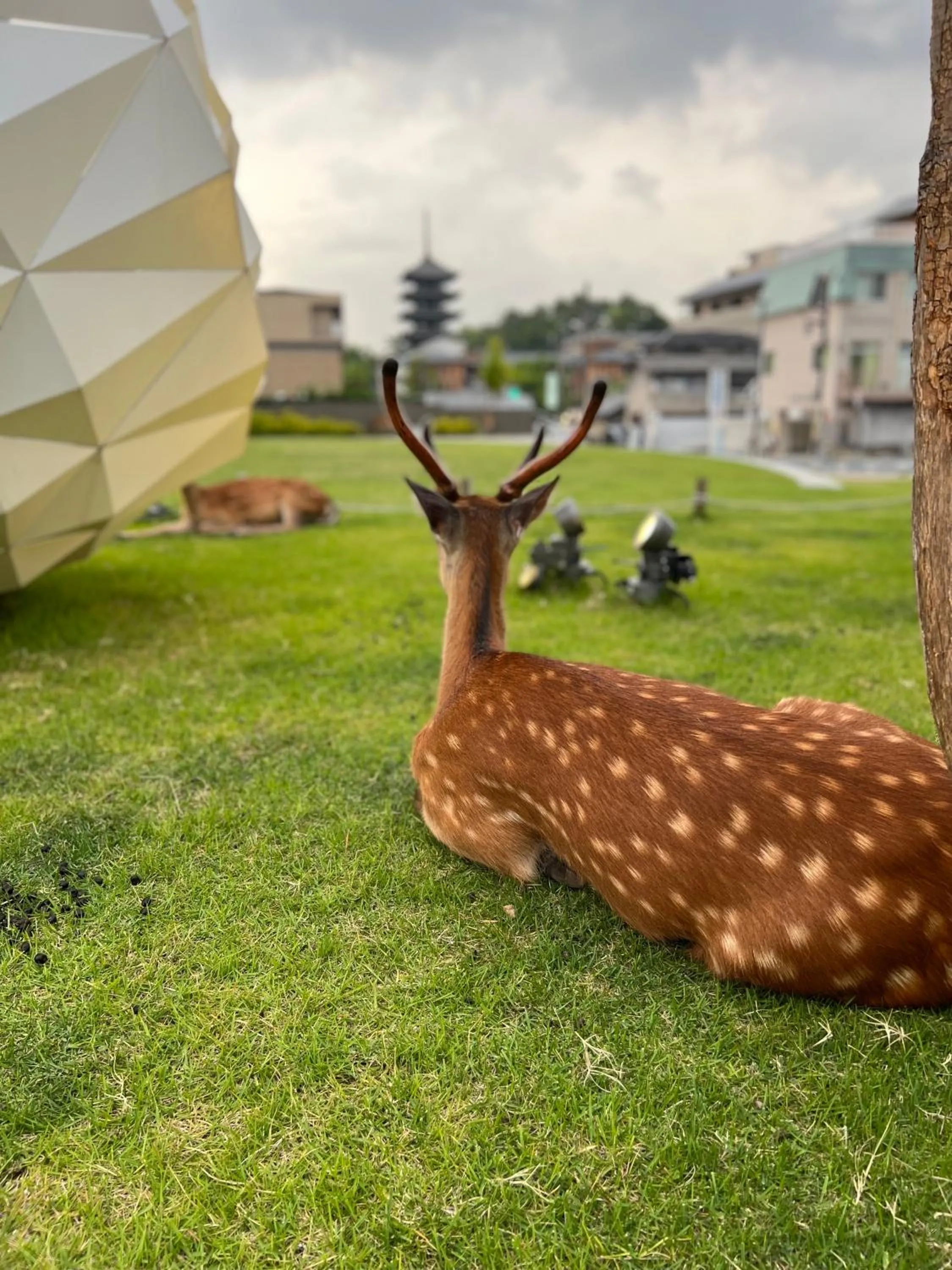 Animals in Ryokan Kousen