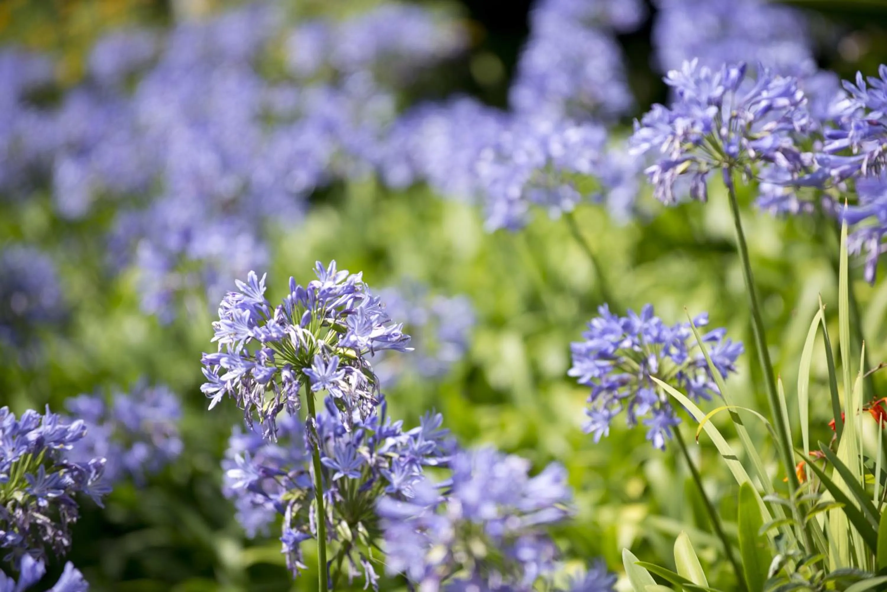 Garden in Quinta de Valverde