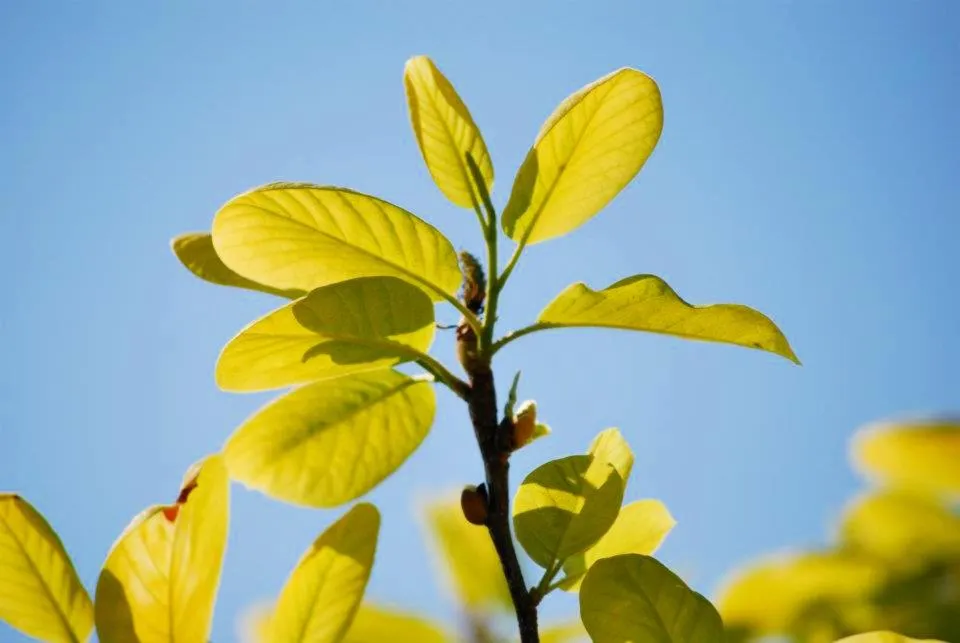 Garden in Quinta de Valverde