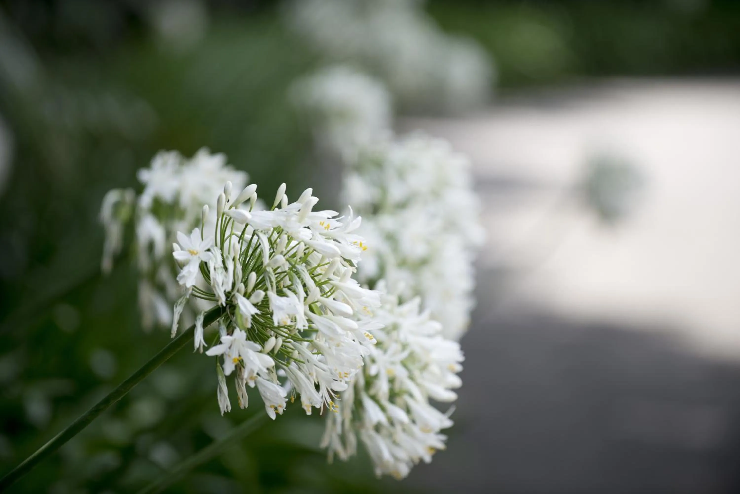 Garden in Quinta de Valverde