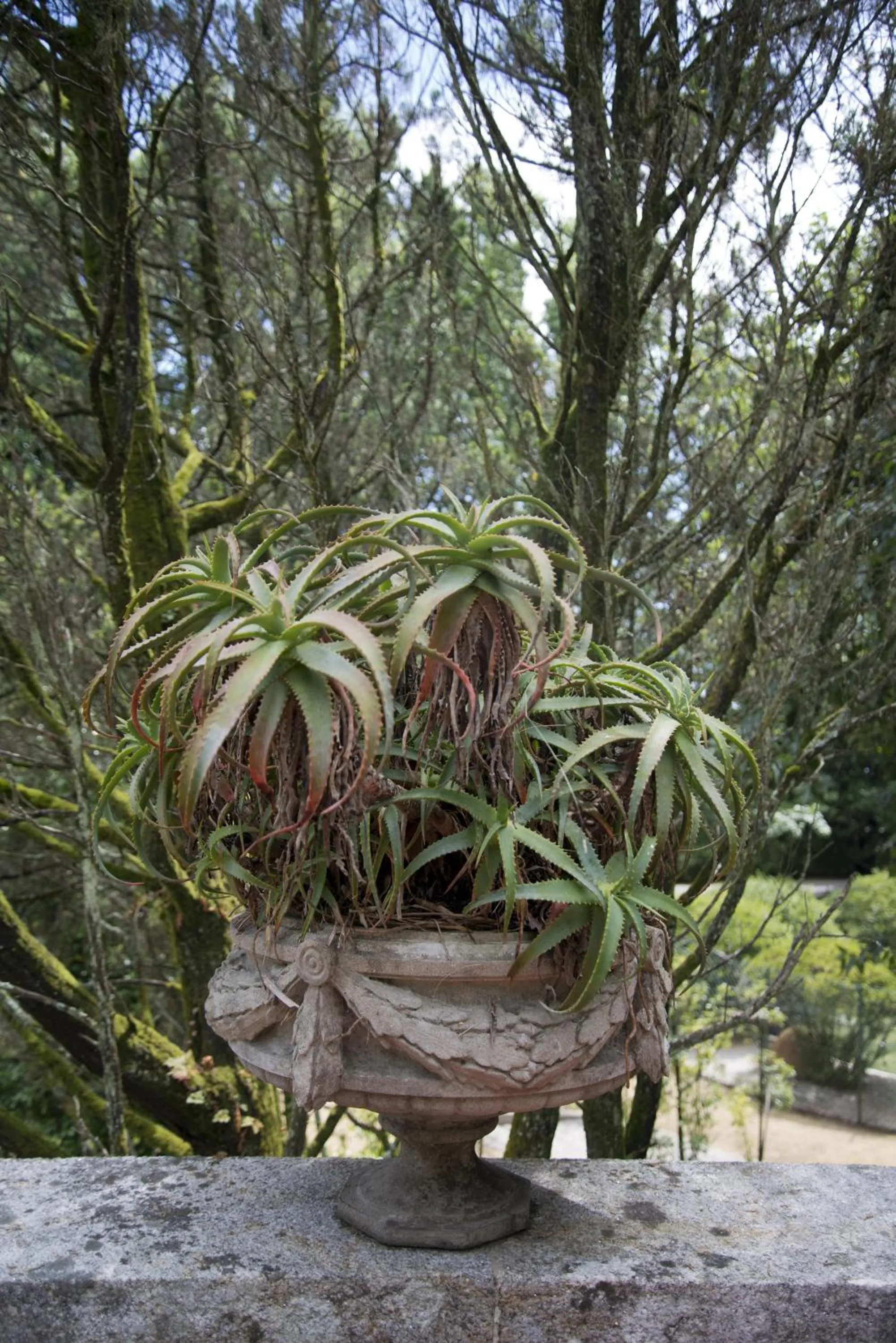 Garden in Quinta de Valverde