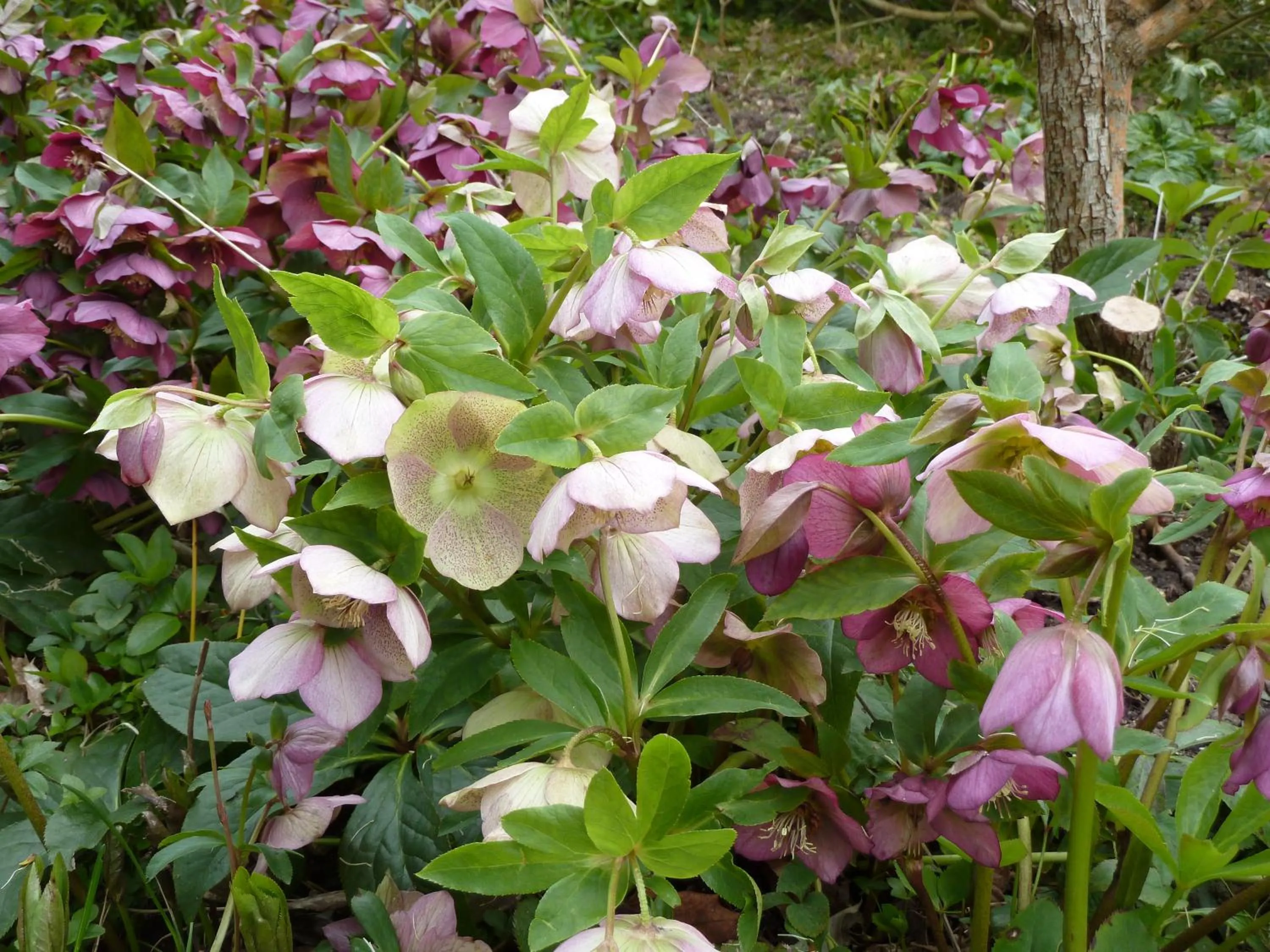 Garden in Gite et Chambres d'Hôtes Clos de Mondetour