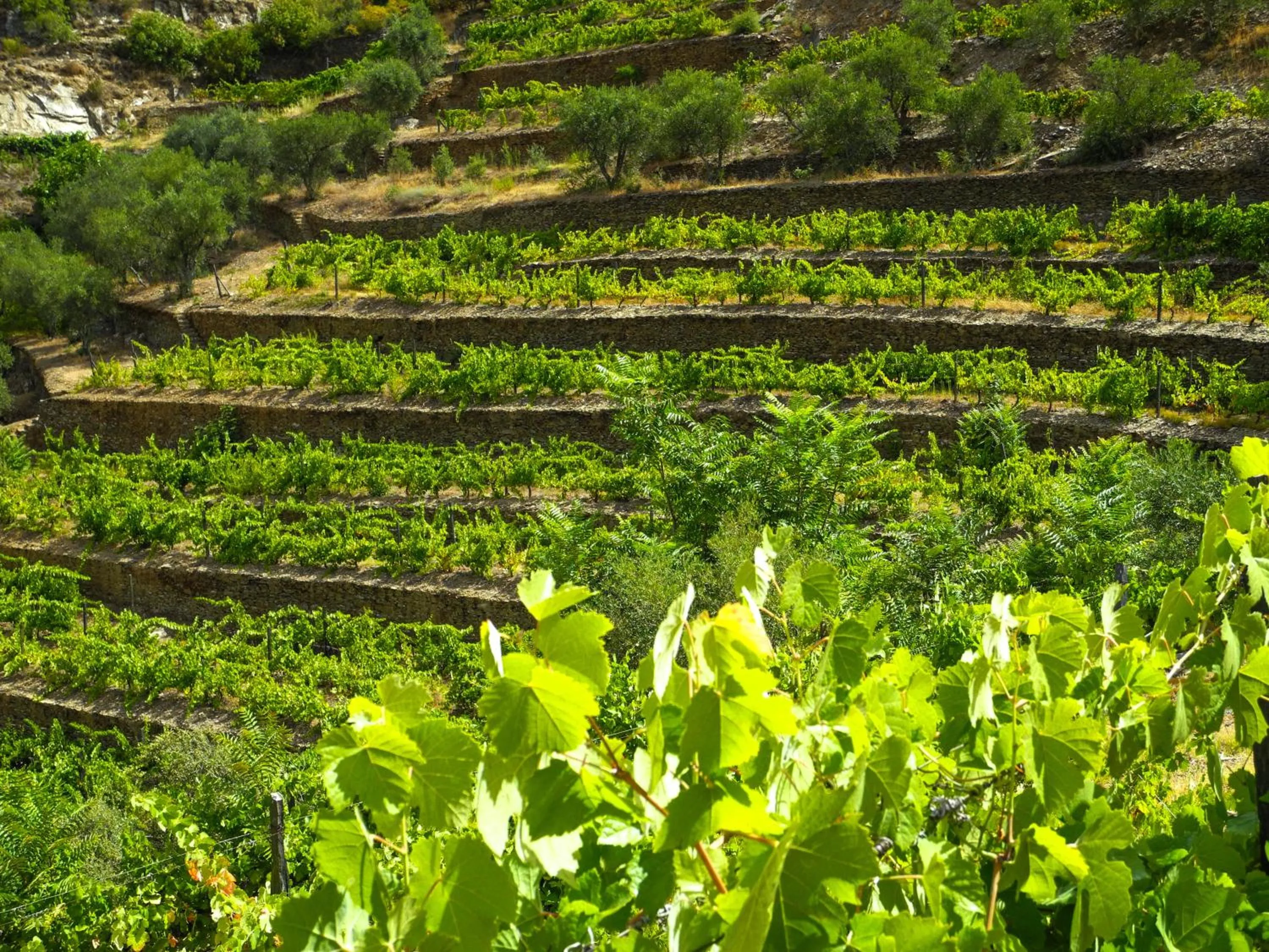 Day in Hotel Rural da Quinta do Silval