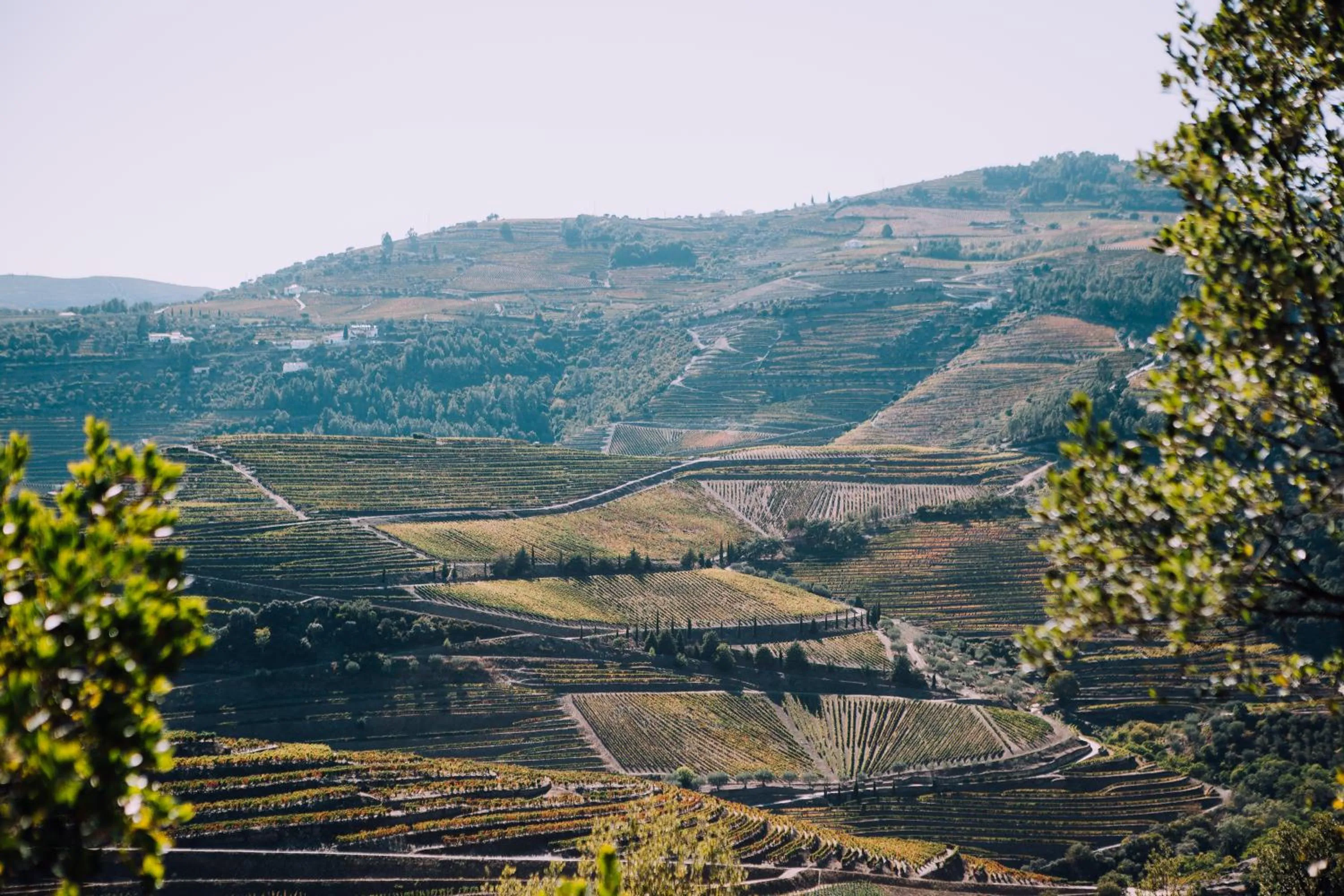Natural landscape in Hotel Rural da Quinta do Silval