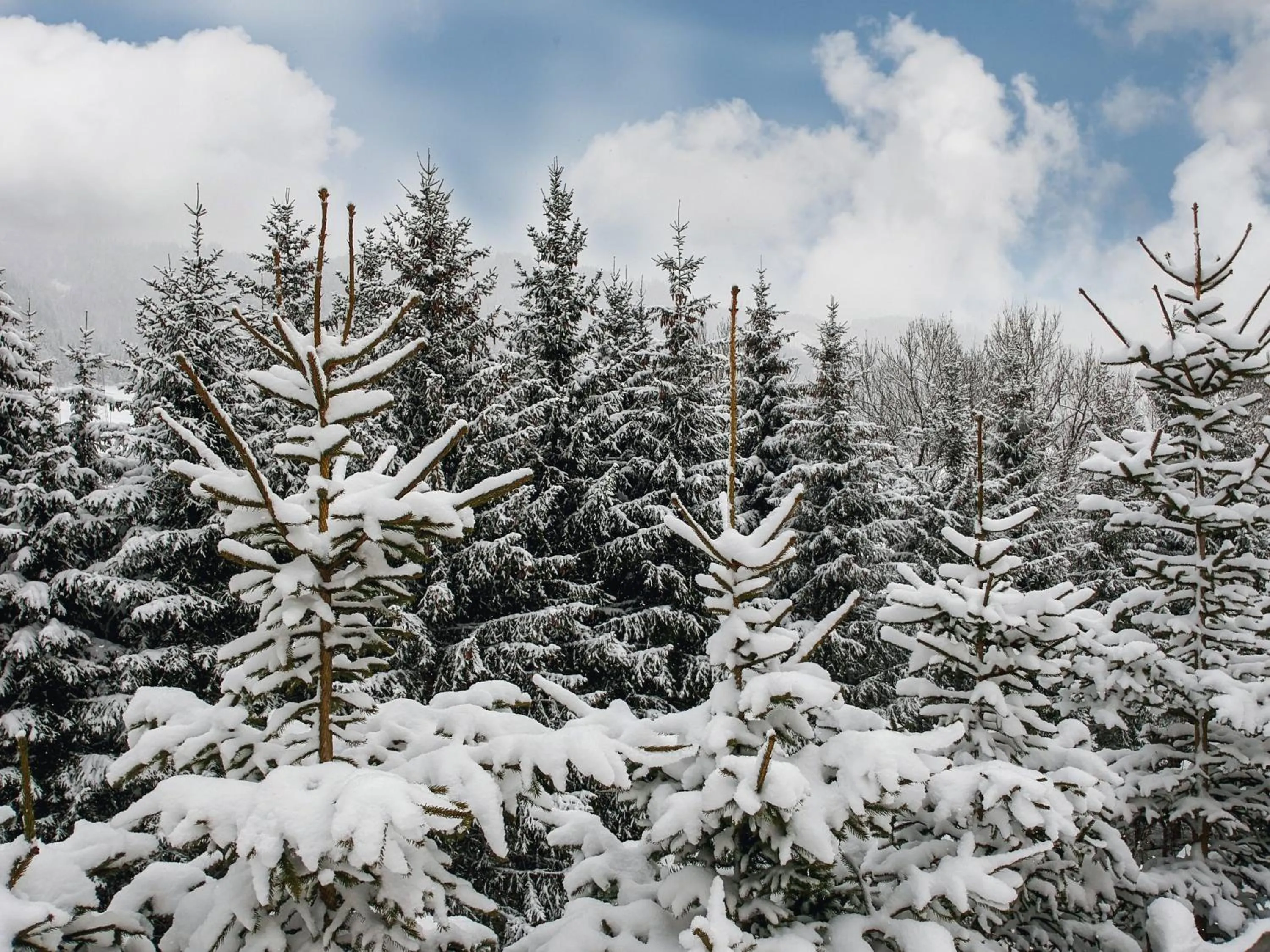 Staff in Hotel Starchlhof